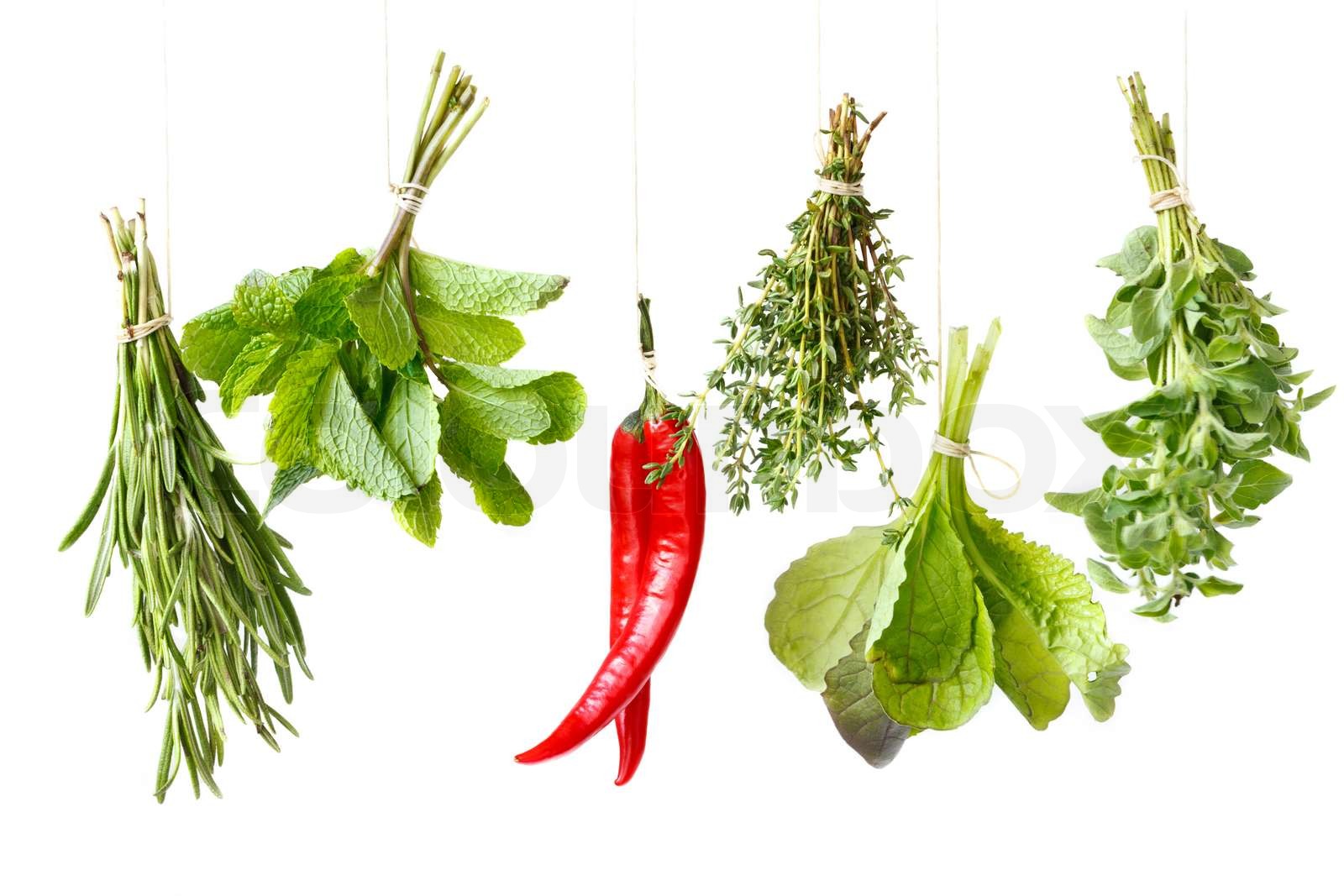 Herbs | Stock image | Colourbox