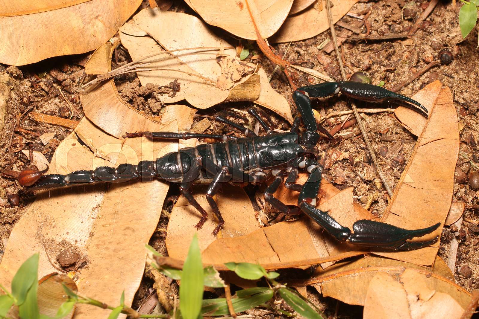 Big Black Emperor Scorpion Stock Image Colourbox