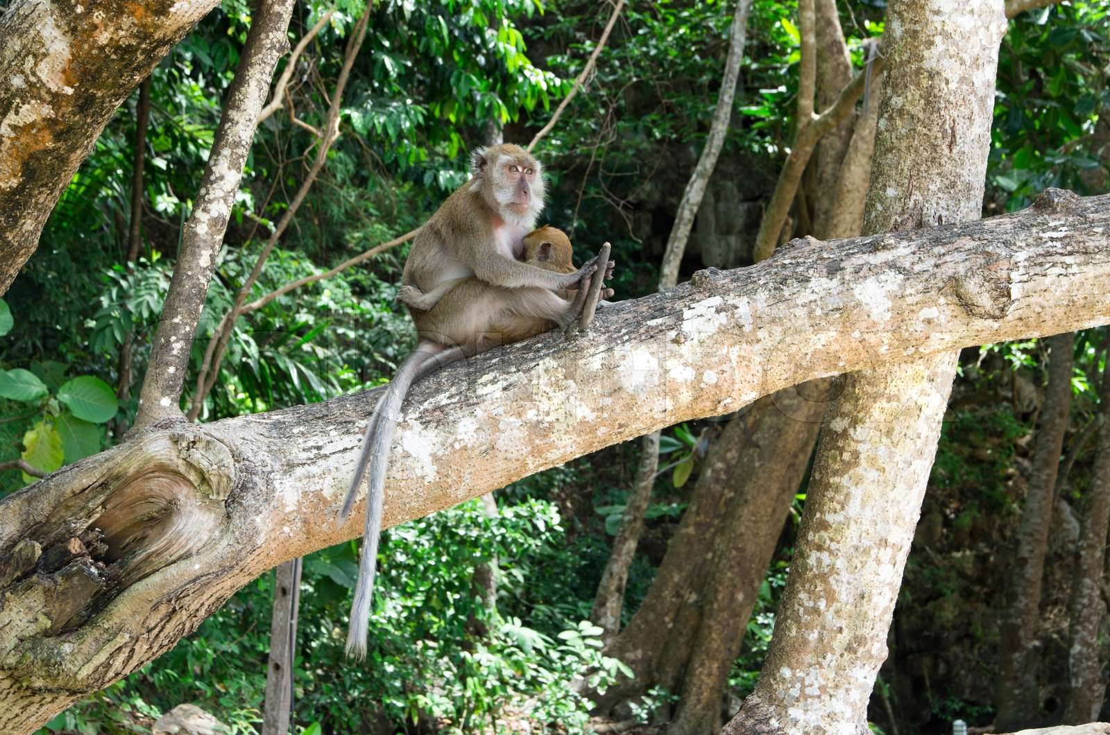 abe Stock foto Colourbox