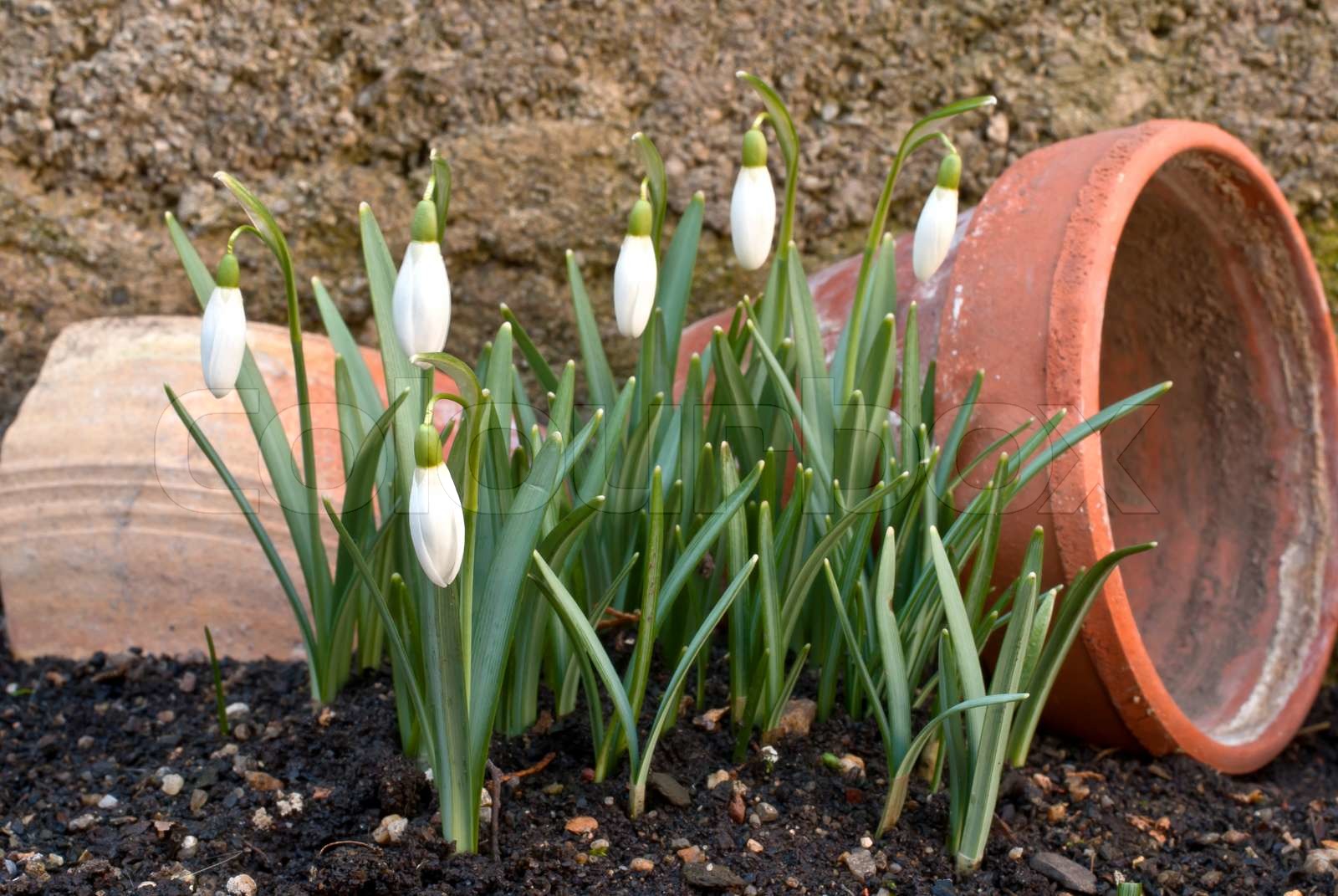 Snowdrop Stock Image Colourbox