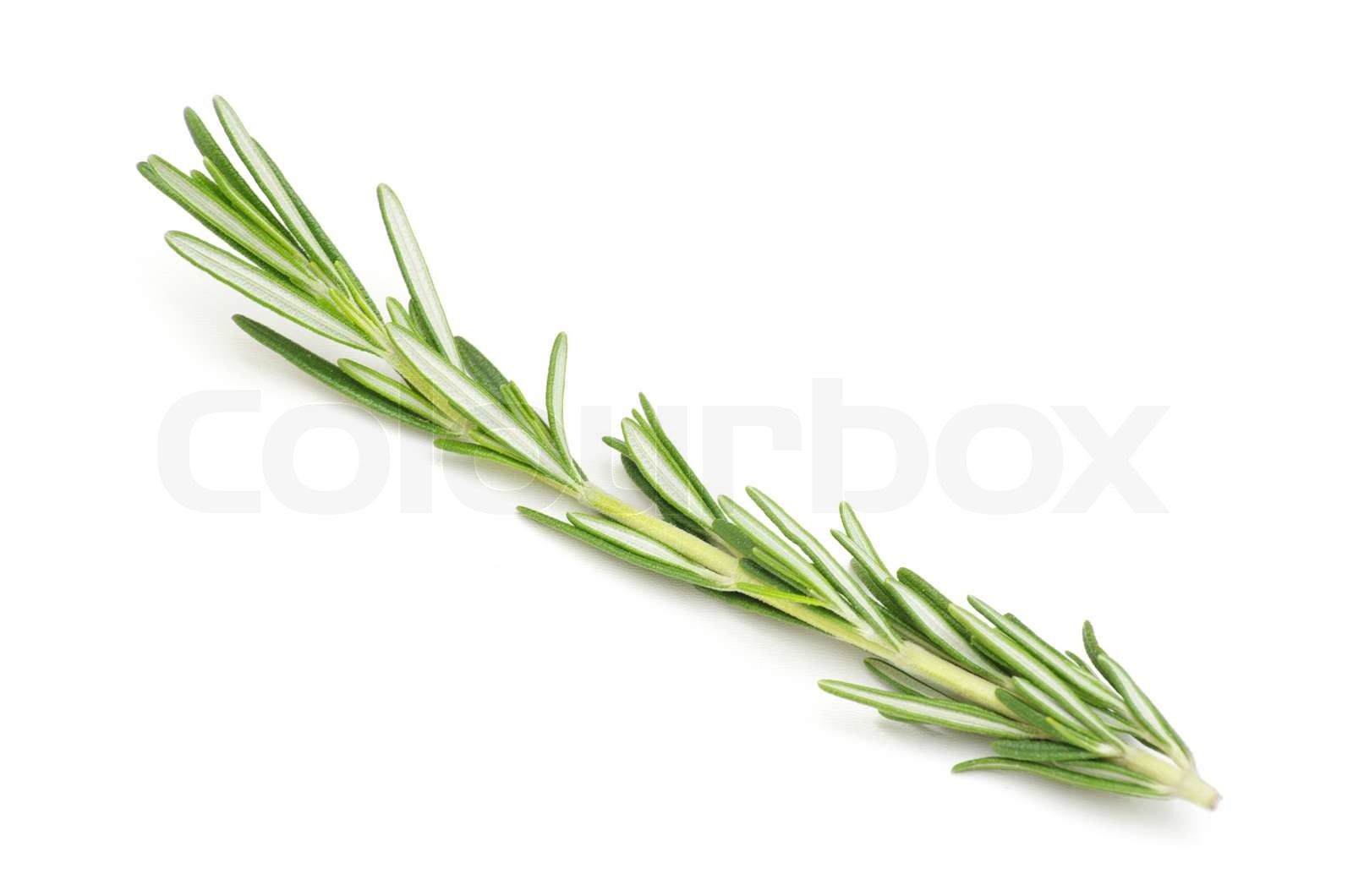 Rosmarin | Stock Bild | Colourbox