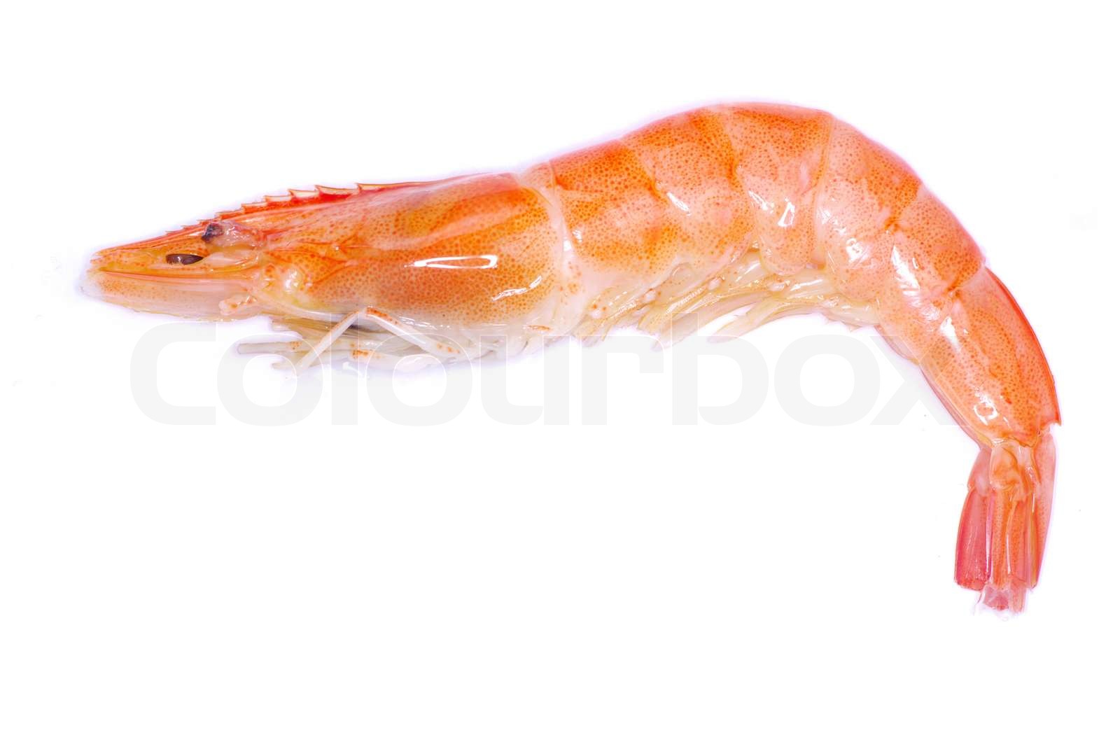 Garnele Stock Bild Colourbox