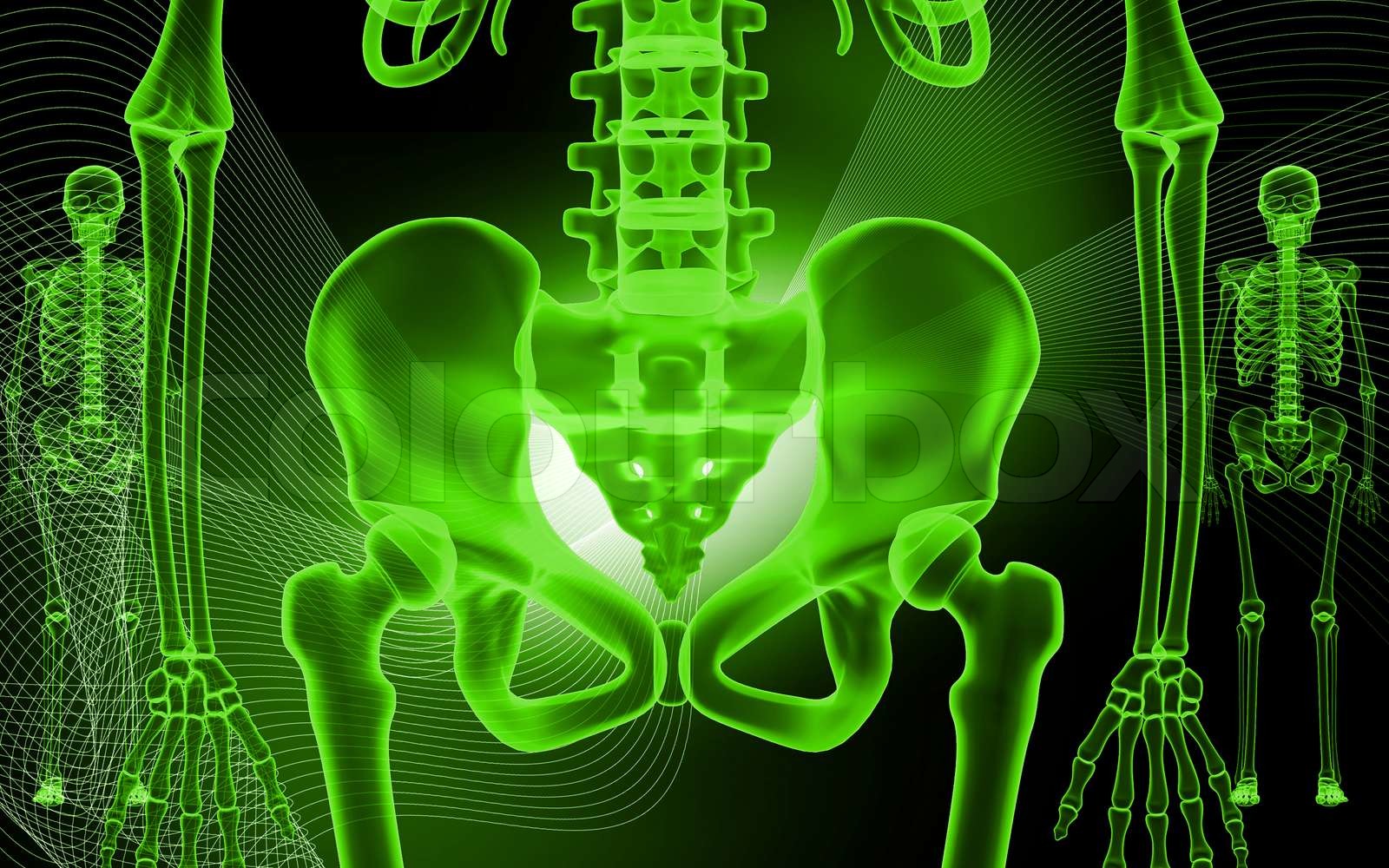 Human Pelvis And Skeleton Stock Image Colourbox