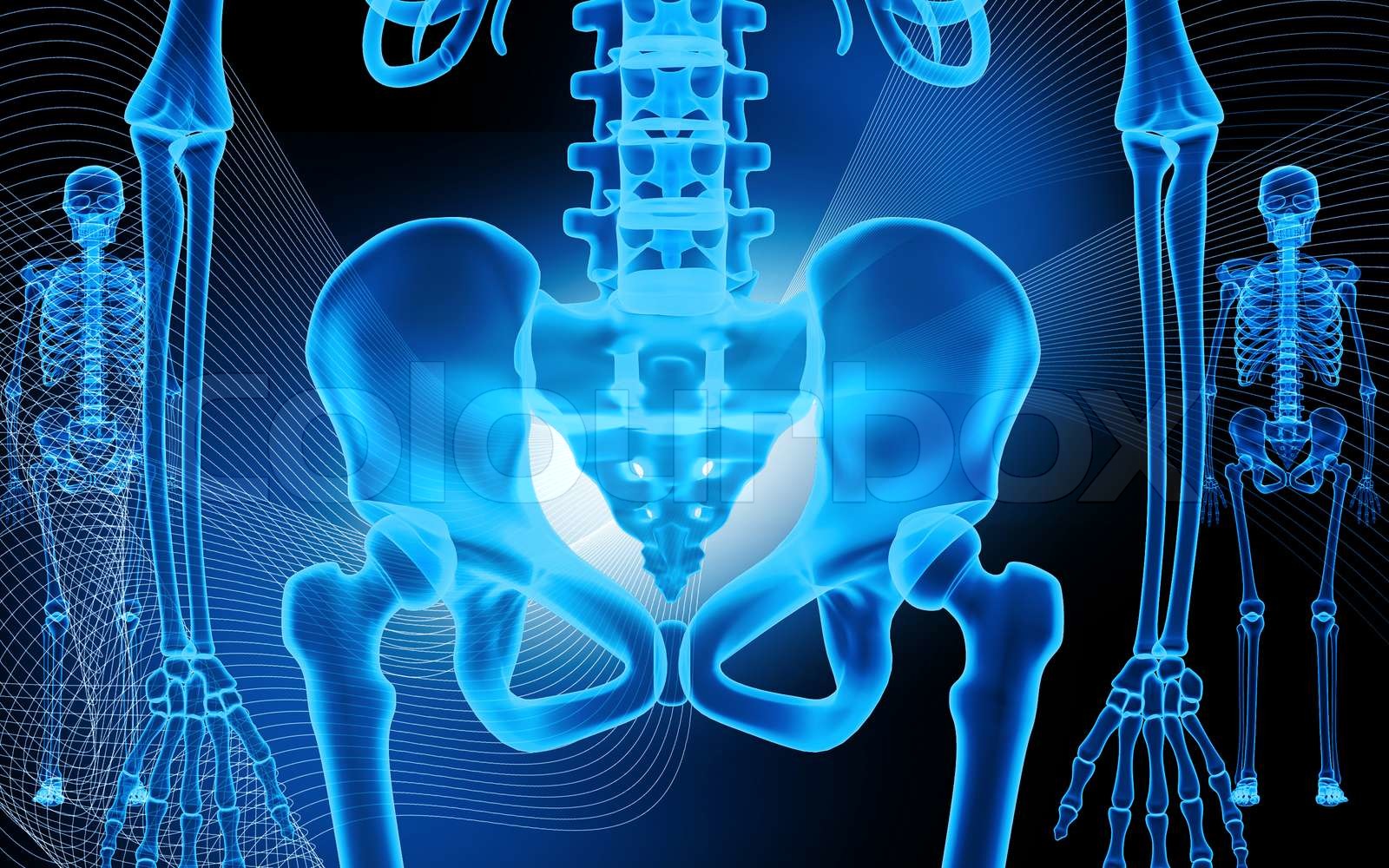 human pelvis and skeleton | Stock image | Colourbox