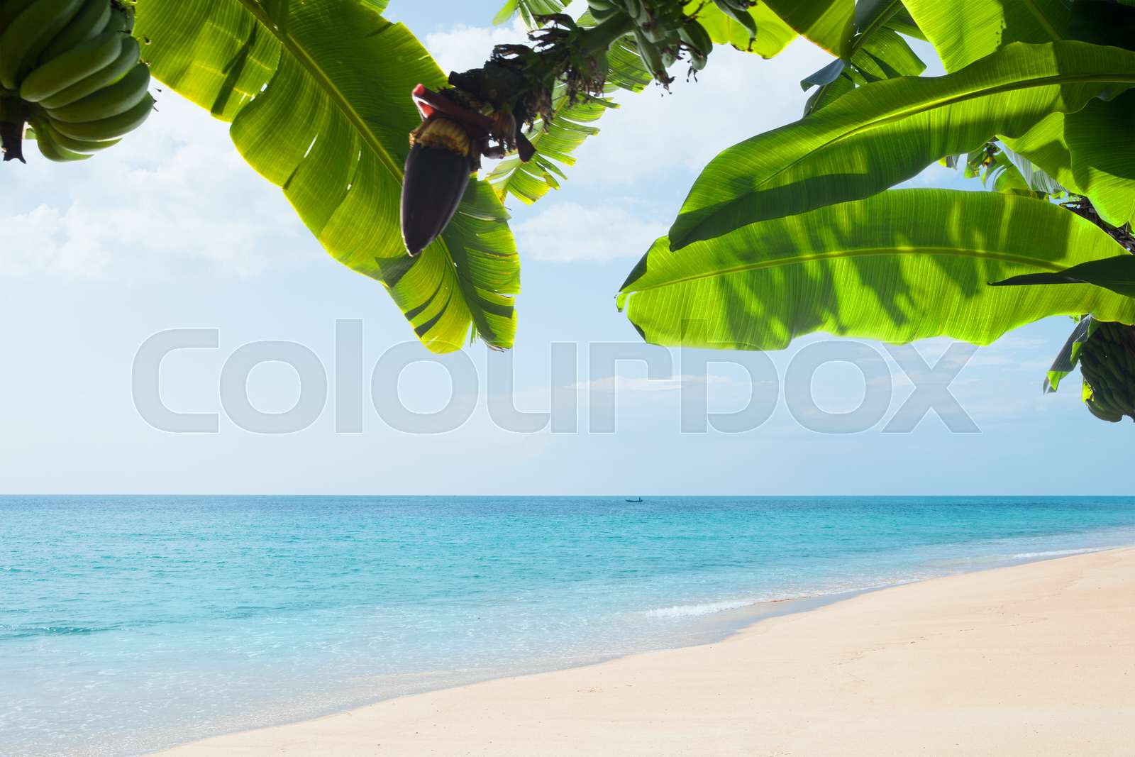 tropic beach Stock image Colourbox