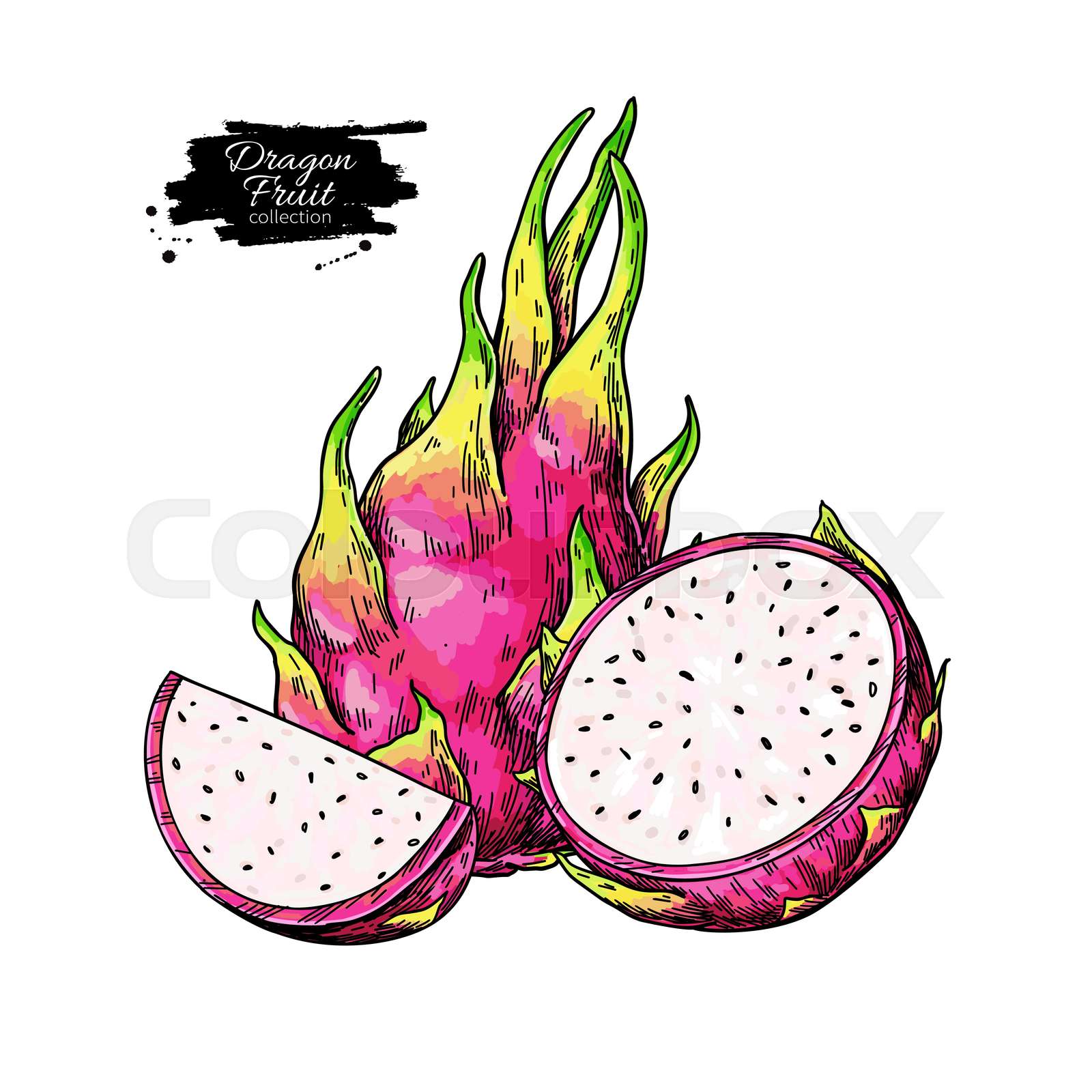 Dragon fruit vector drawing Hand drawn tropical food illustration