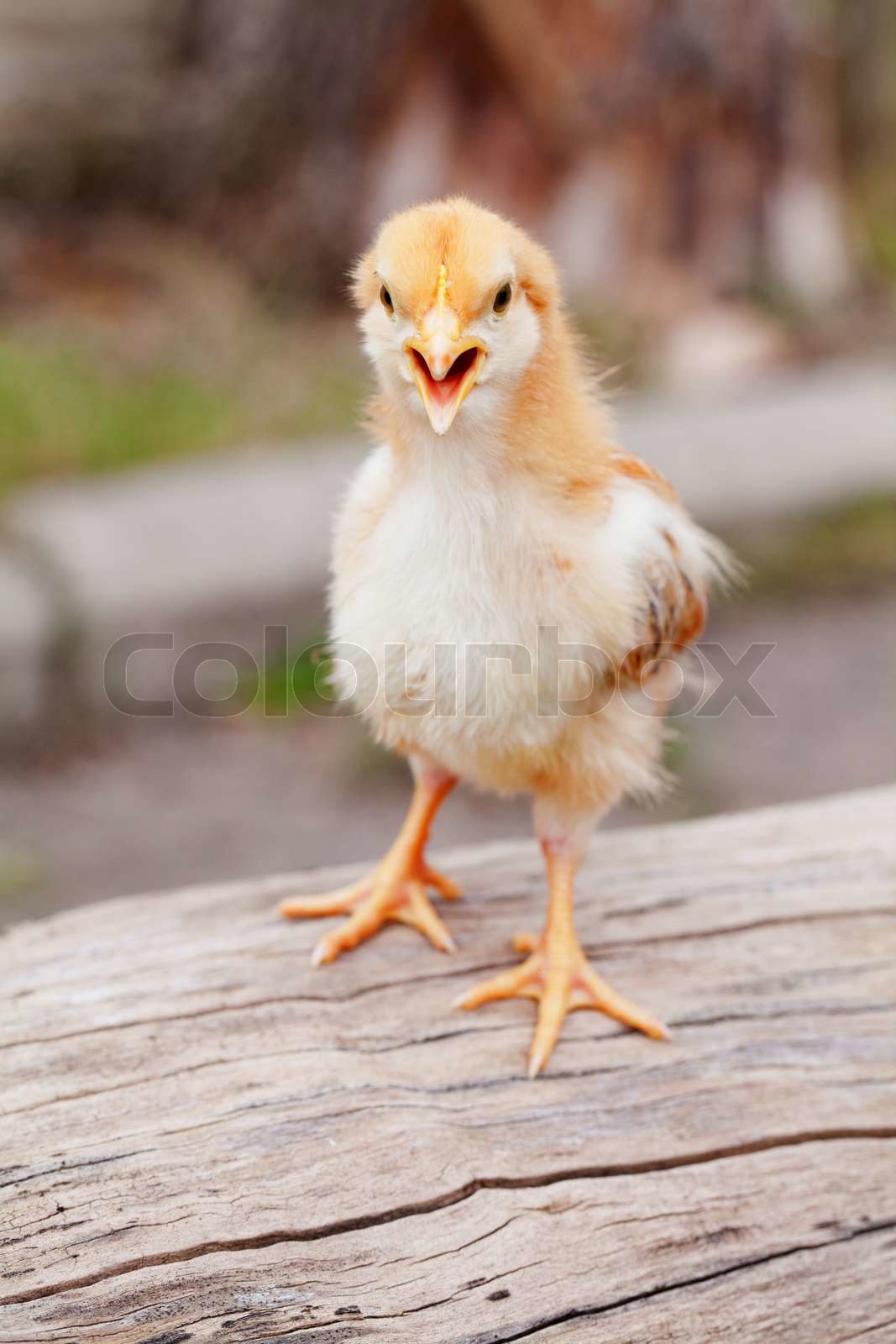 Small baby chicken outdoors Stock image Colourbox