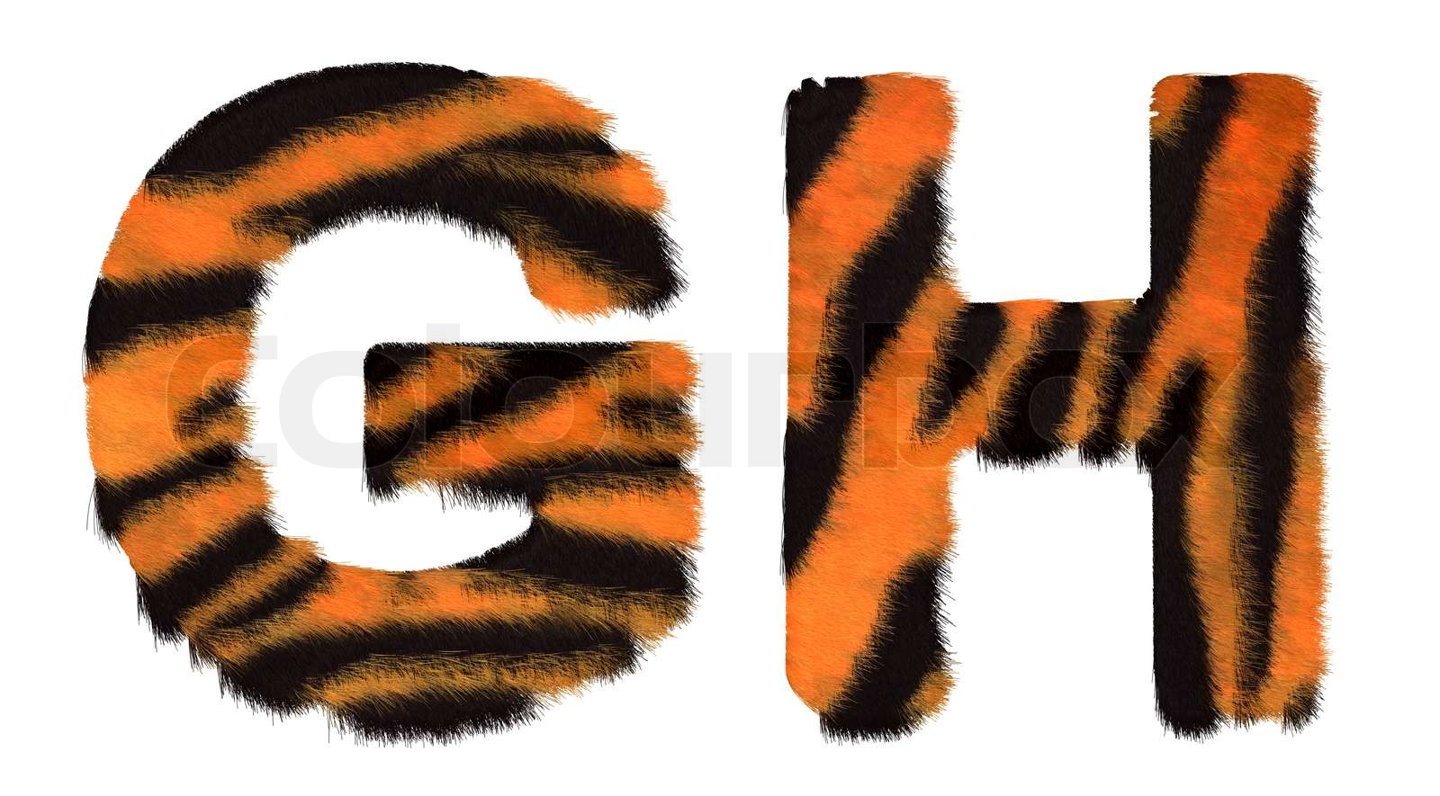 Tiger fell G and H letters isolated | Stock image | Colourbox