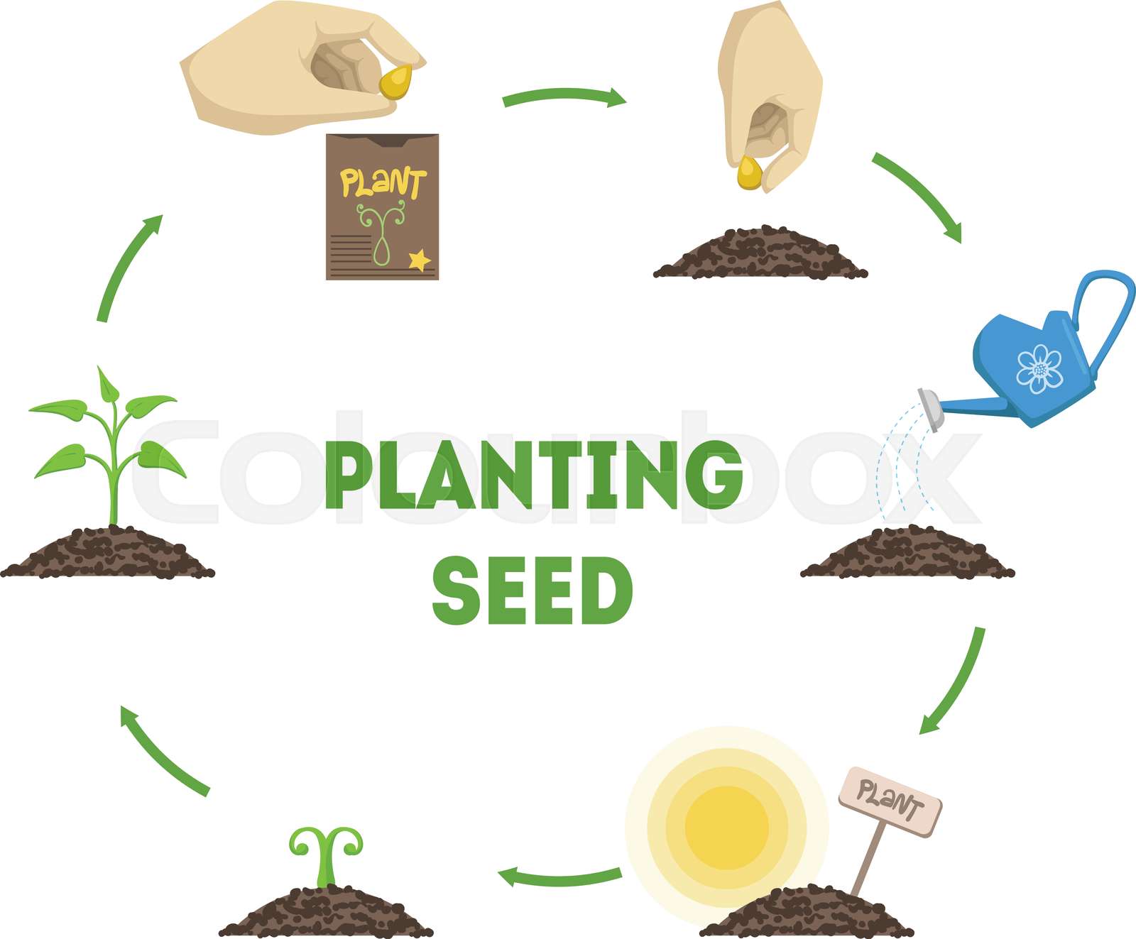planting-seed-banner-stages-of-growth-of-plant-from-seed-timeline