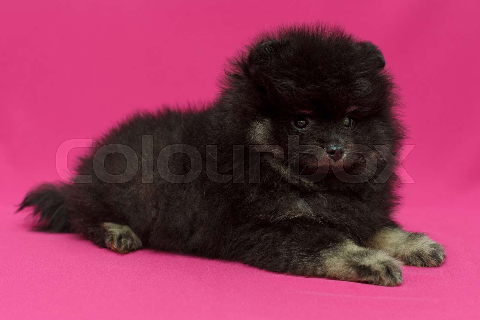 small black pomeranian