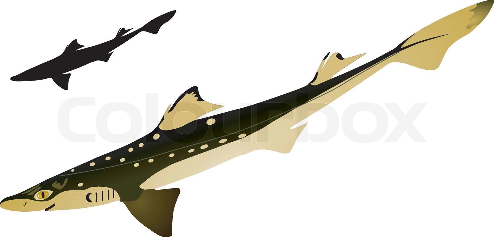 vectors piked dogfish | Stock vector | Colourbox