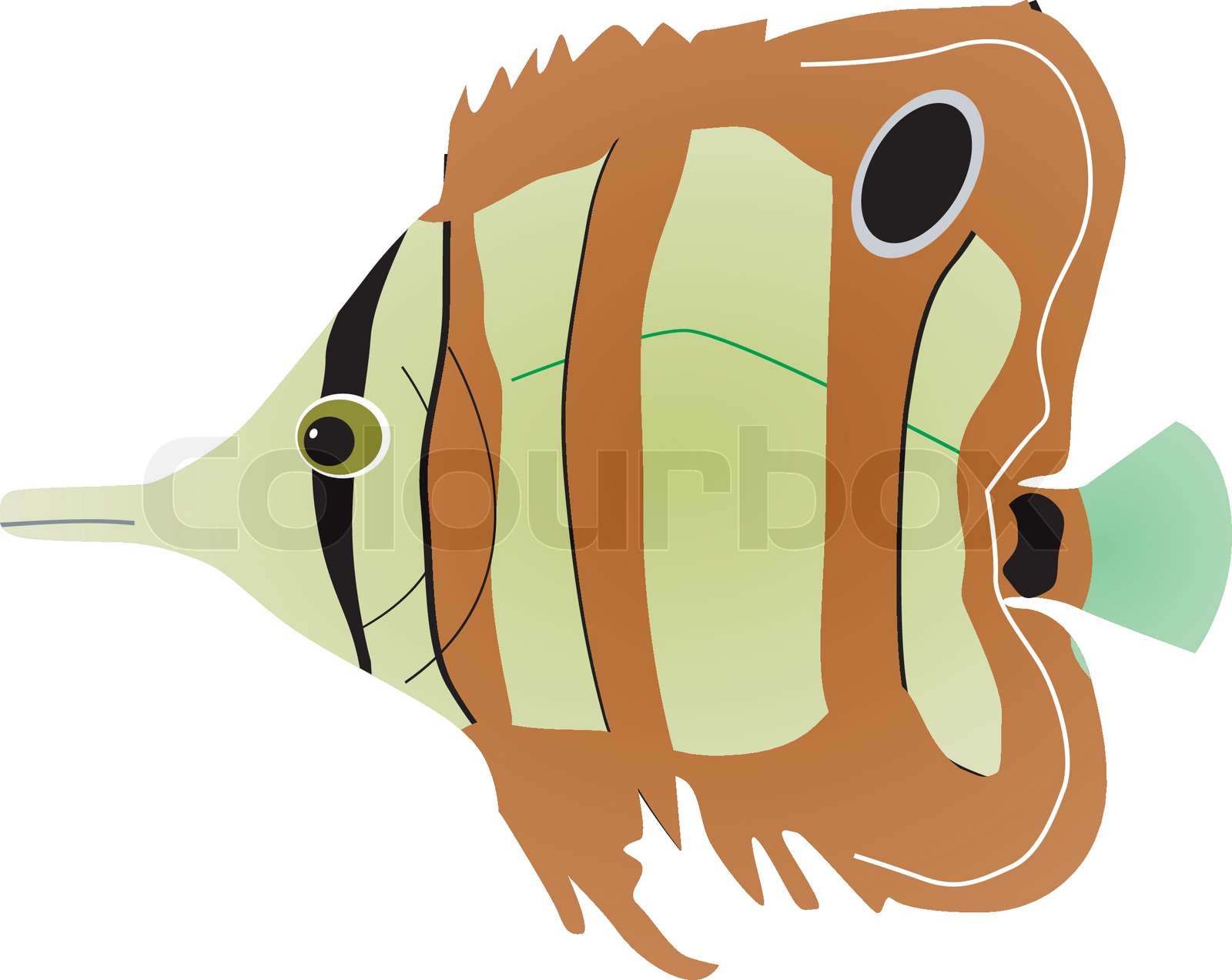 butterfly fish Stock vector Colourbox