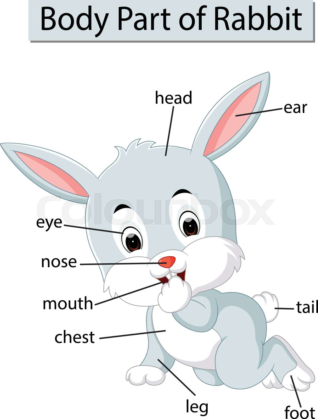 Diagram showing body part of rabbit Stock vector Colourbox