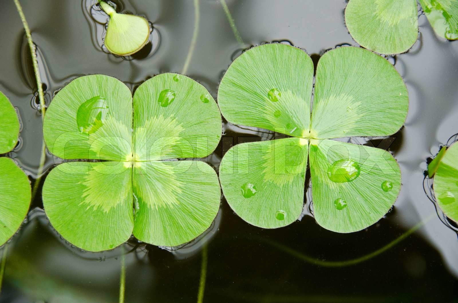 Water clover | Stock image | Colourbox