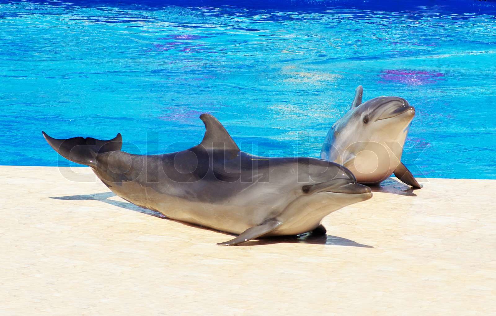 Delphine Stock Bild Colourbox