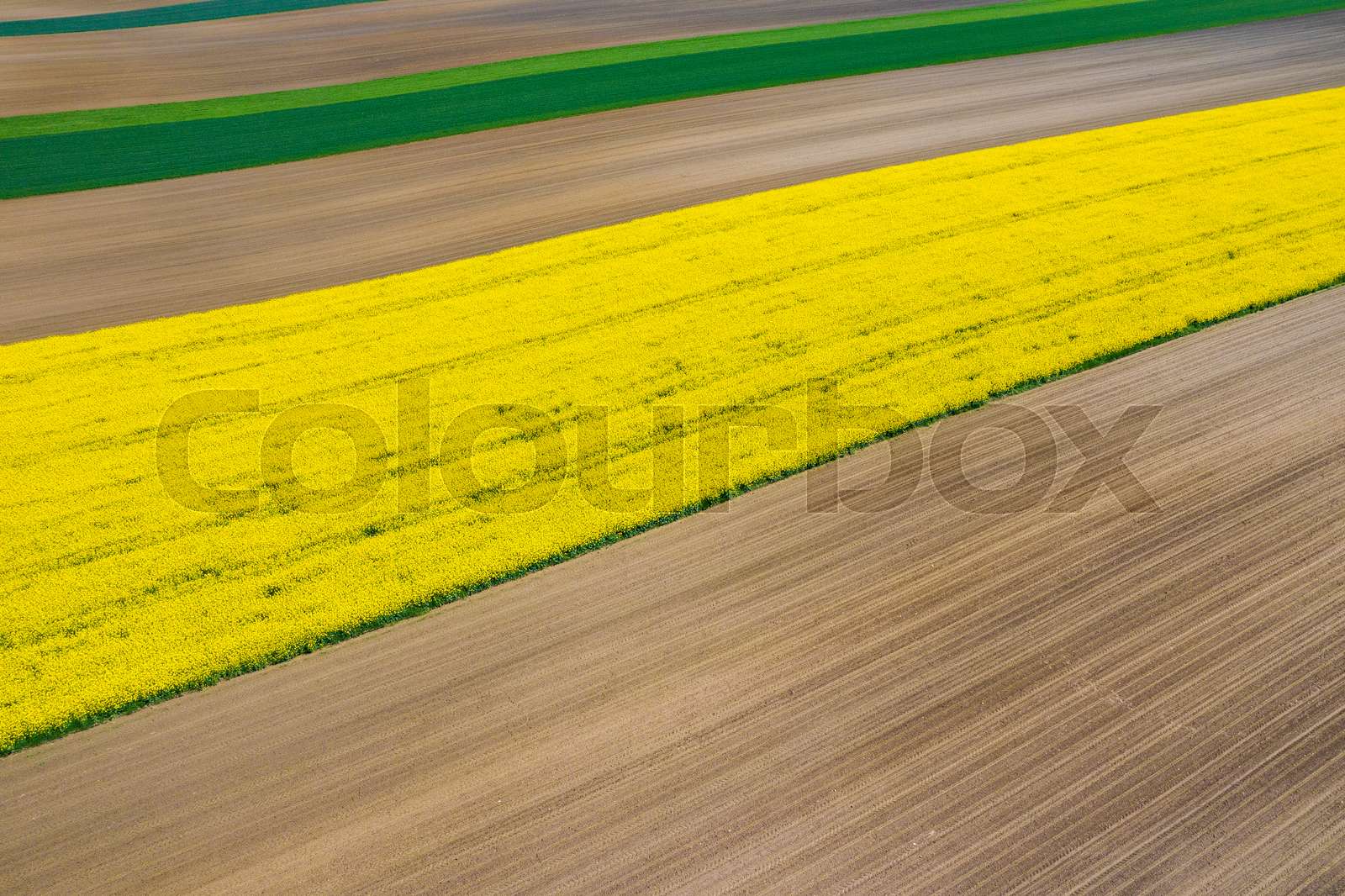 Aerial view of summer fields. Yellow fields from above. Photo captured