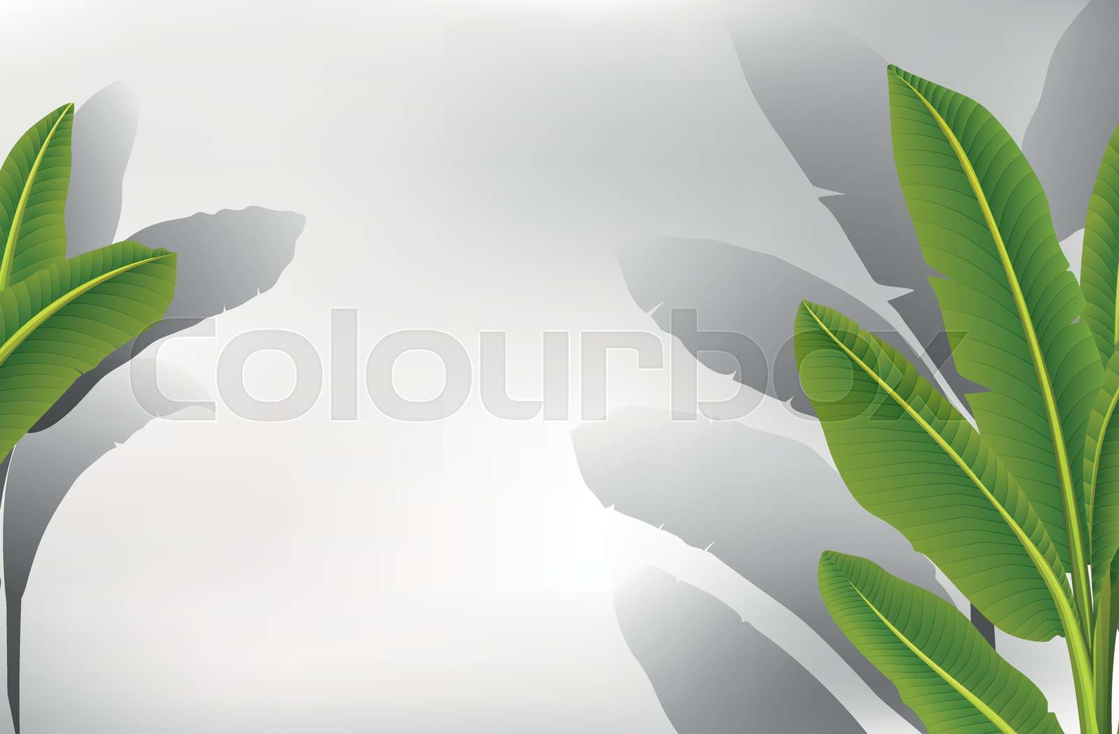 Banana leaf border template | Stock vector | Colourbox