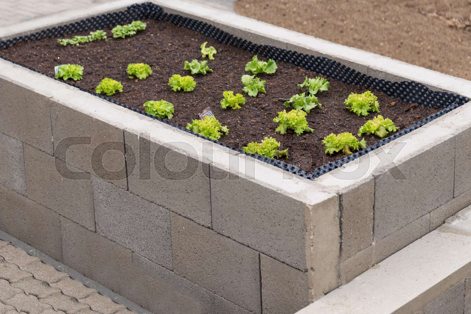 gruener Salat im Hochbeet Stock Bild Colourbox