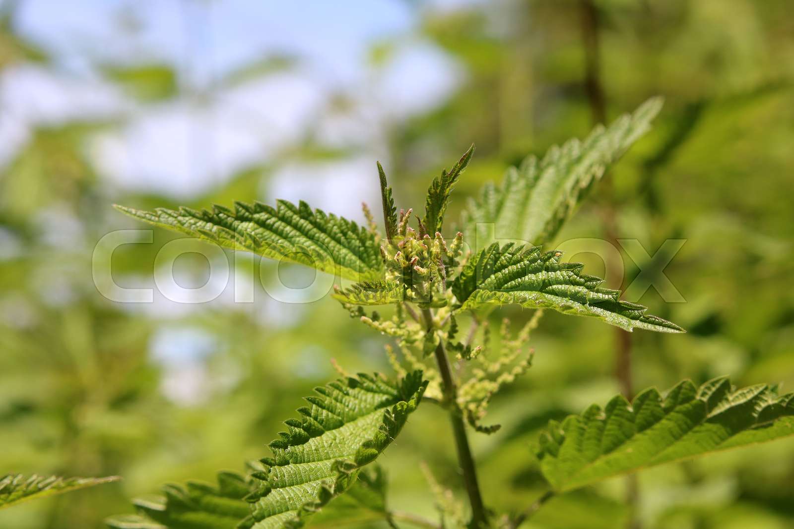 Blühende Brennessel Stock Bild Colourbox