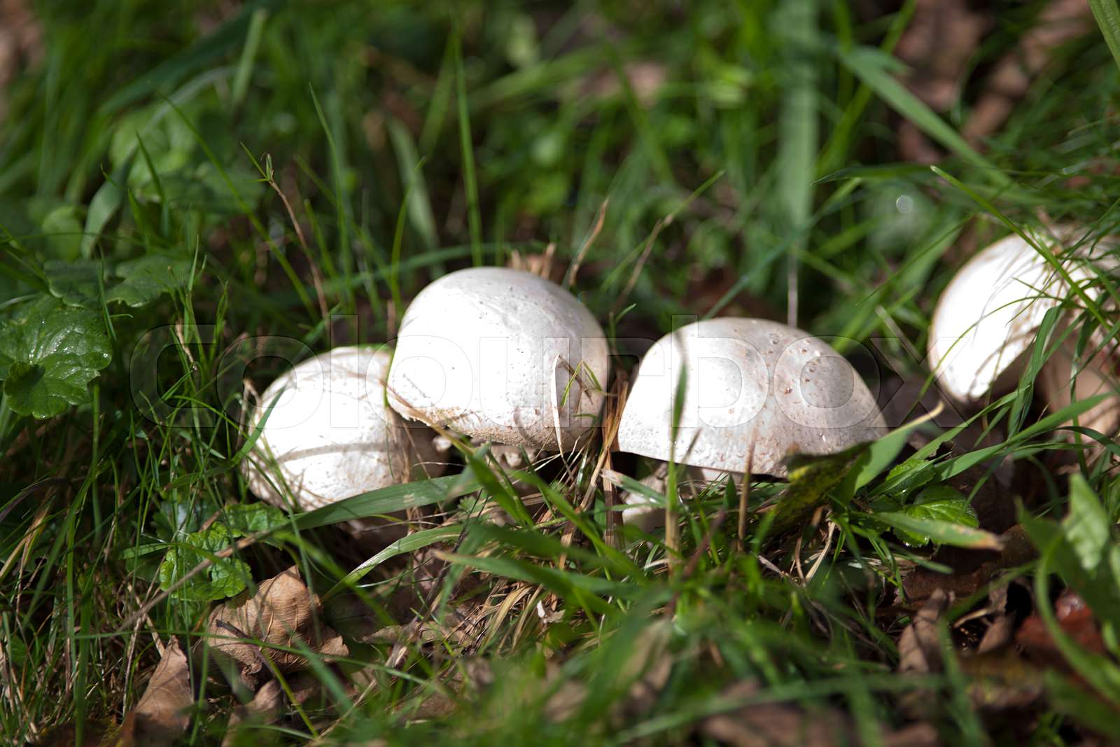 Wiesenchampignon Pilze auf der Wiese (Agaricus campestris) Stock Bild Colourbox