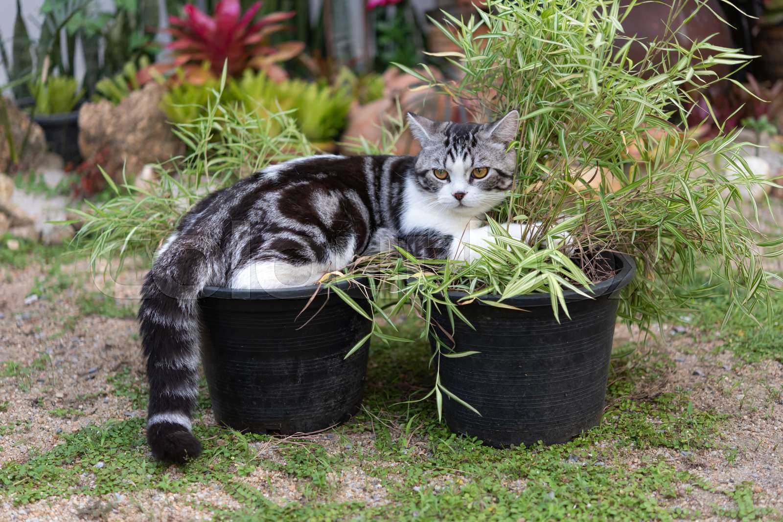 A lovely cat with bamboo tree,Thyrsostachys siamensis Gamble,natural