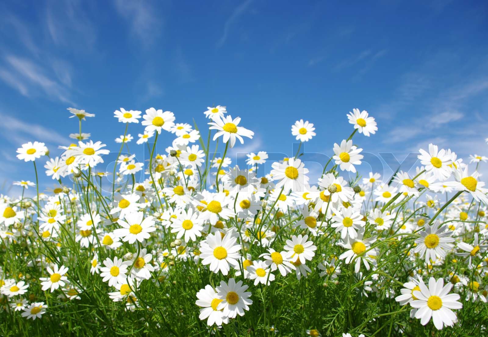 white daisies Stock image Colourbox