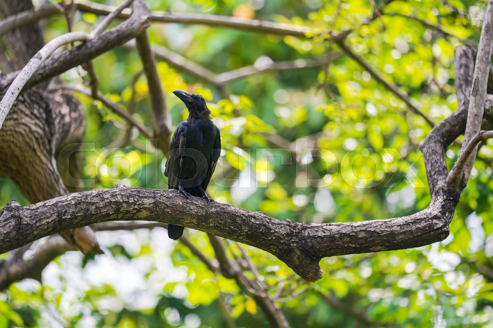 Black crow on tree branches Stock image Colourbox