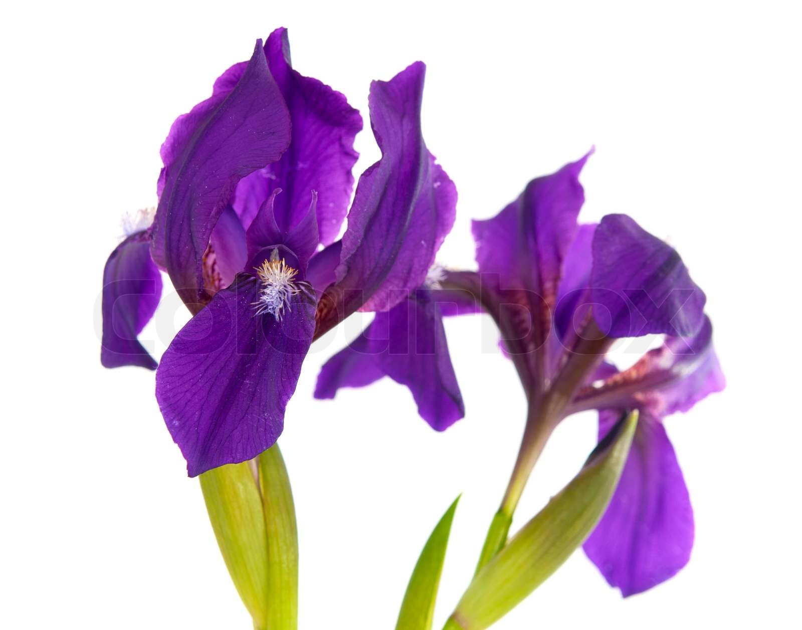 Schwertlilie, isoliert Stock Bild Colourbox