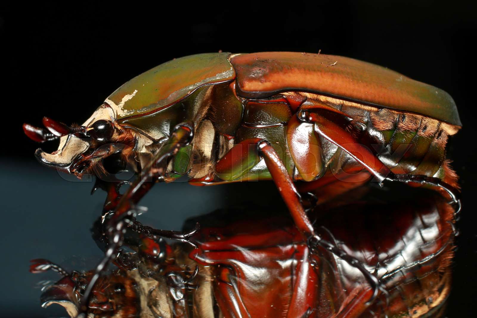 Giant African flower beetle | Stock image | Colourbox
