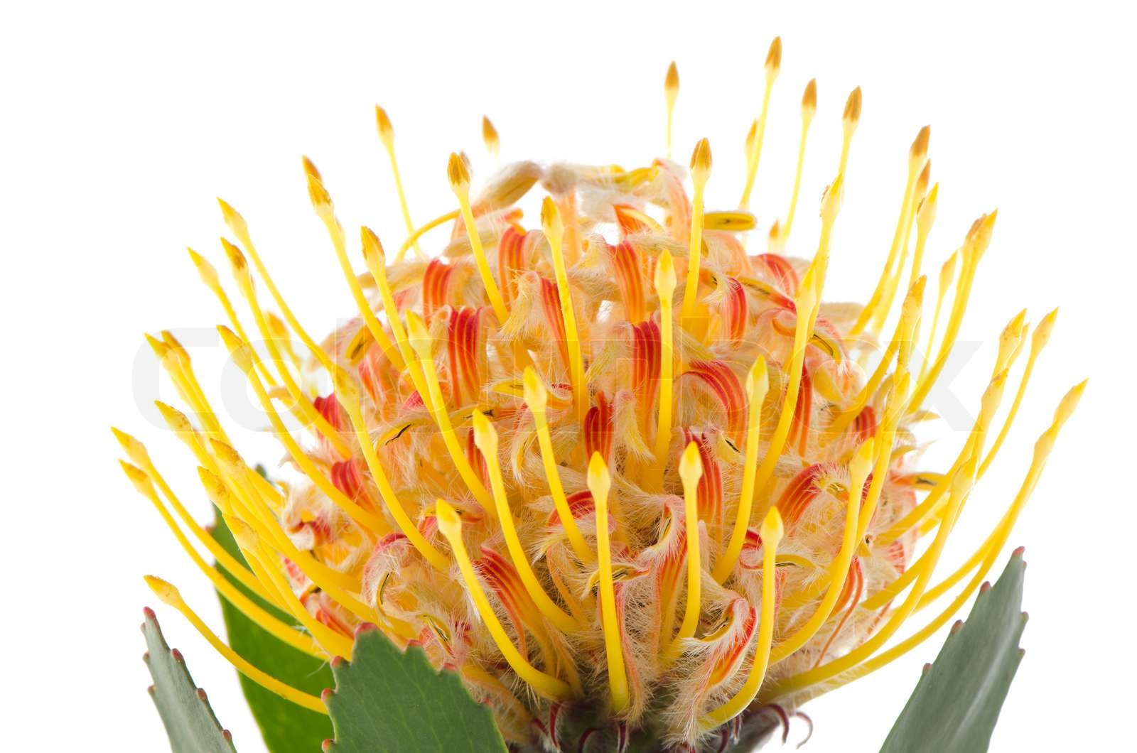 Pincushion Protea Stock image Colourbox