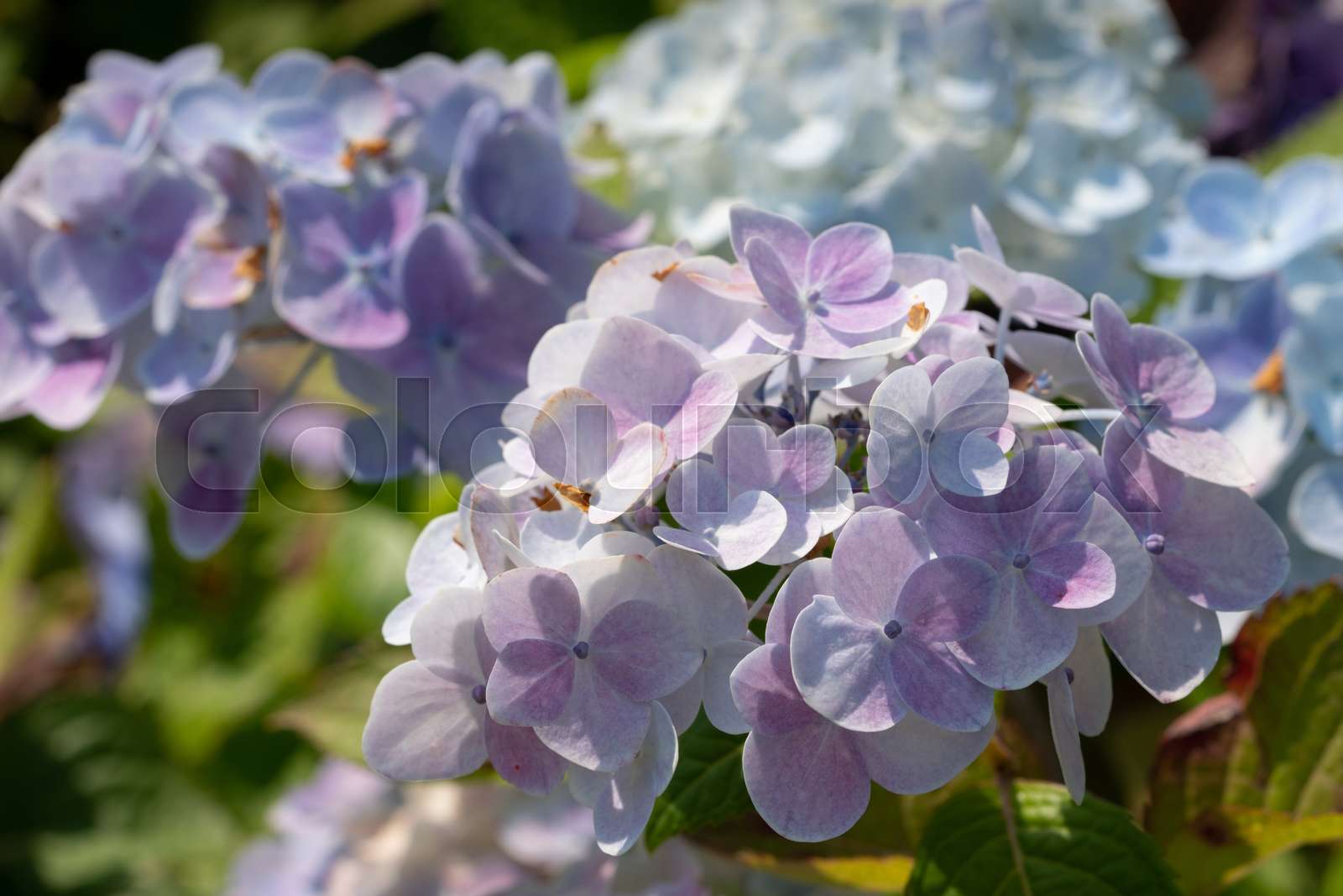 Penny mac, Hydrangea macrophylla | Stock image | Colourbox