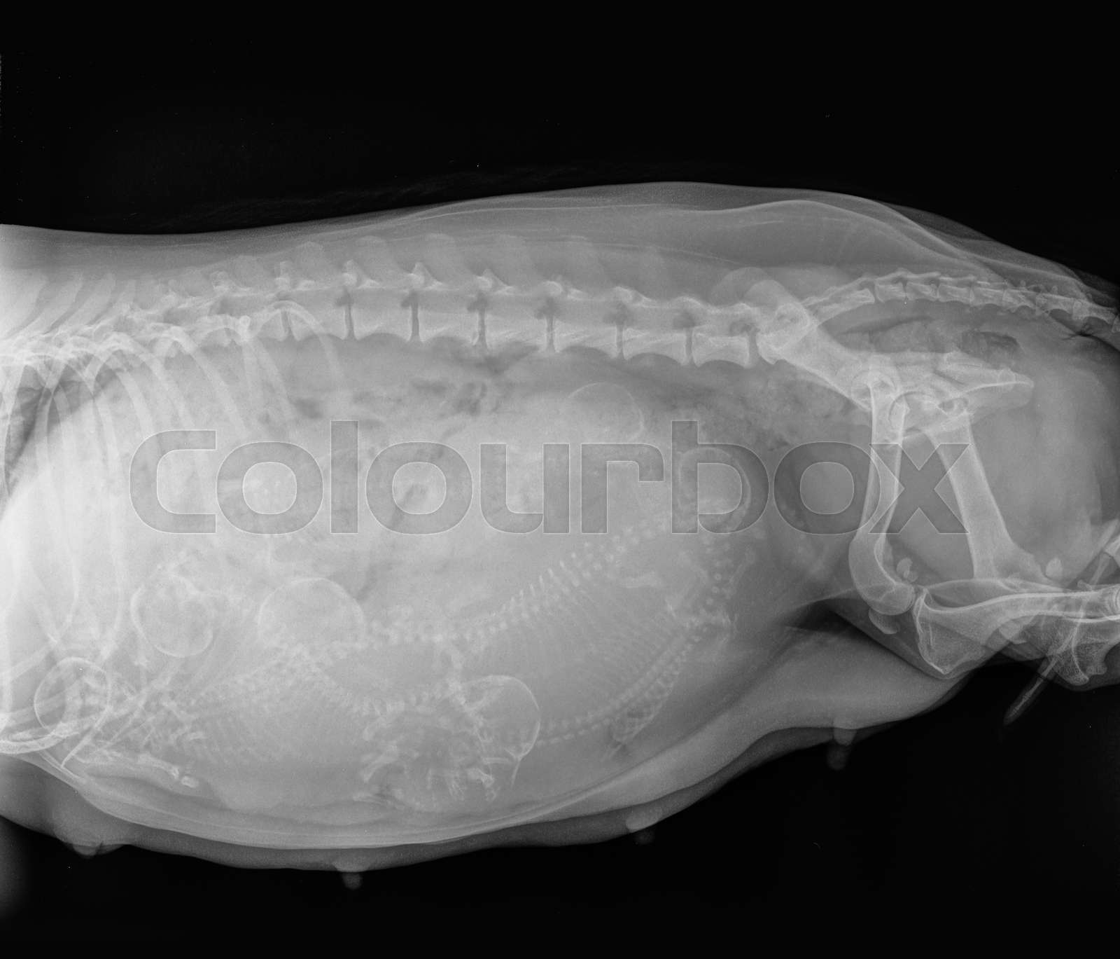 X ray Of A Pregnant Dog With 6 Puppies Stock Image Colourbox