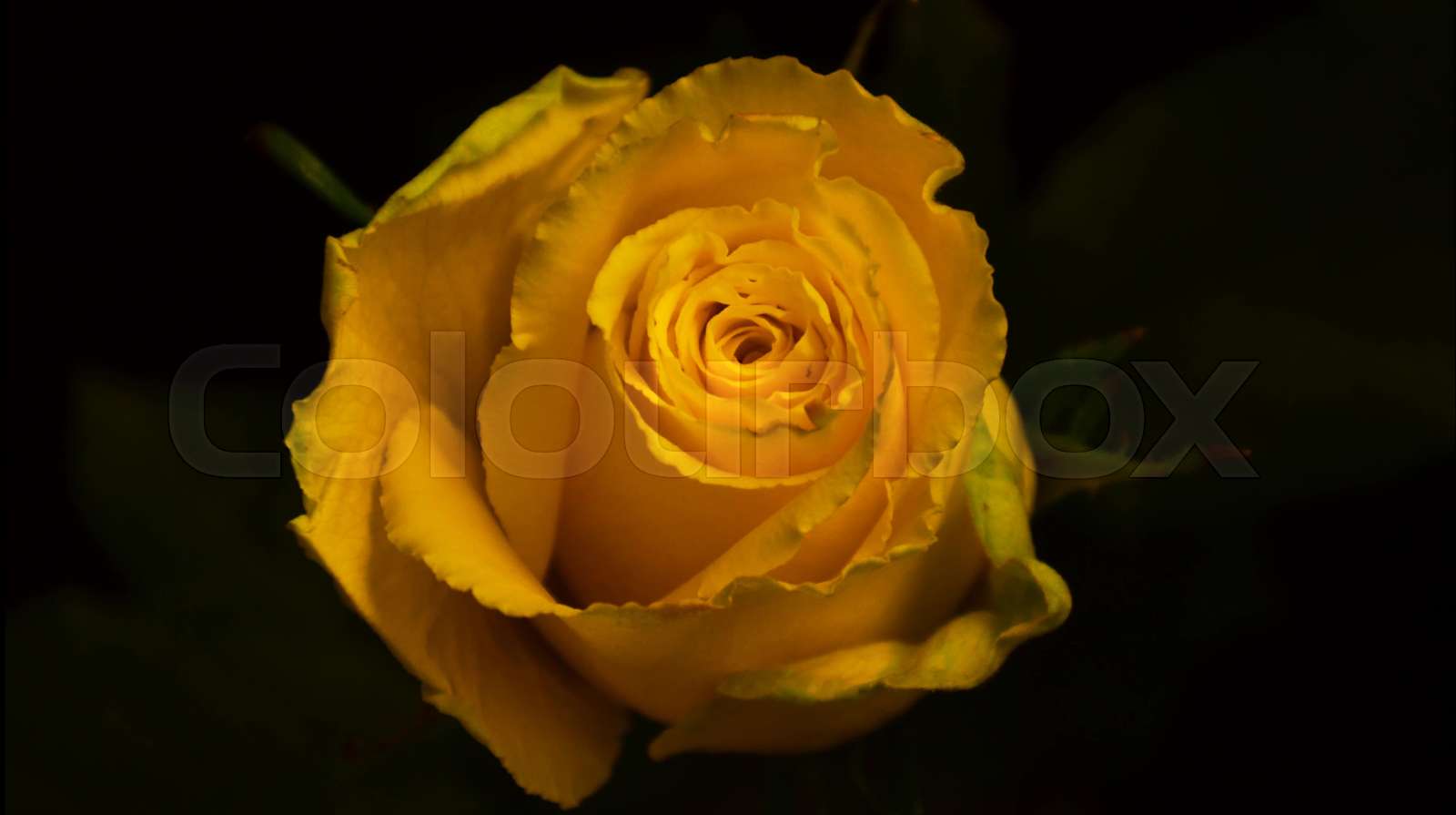 Disclosure of the flower rose. Accelerated shooting. Quickly open the