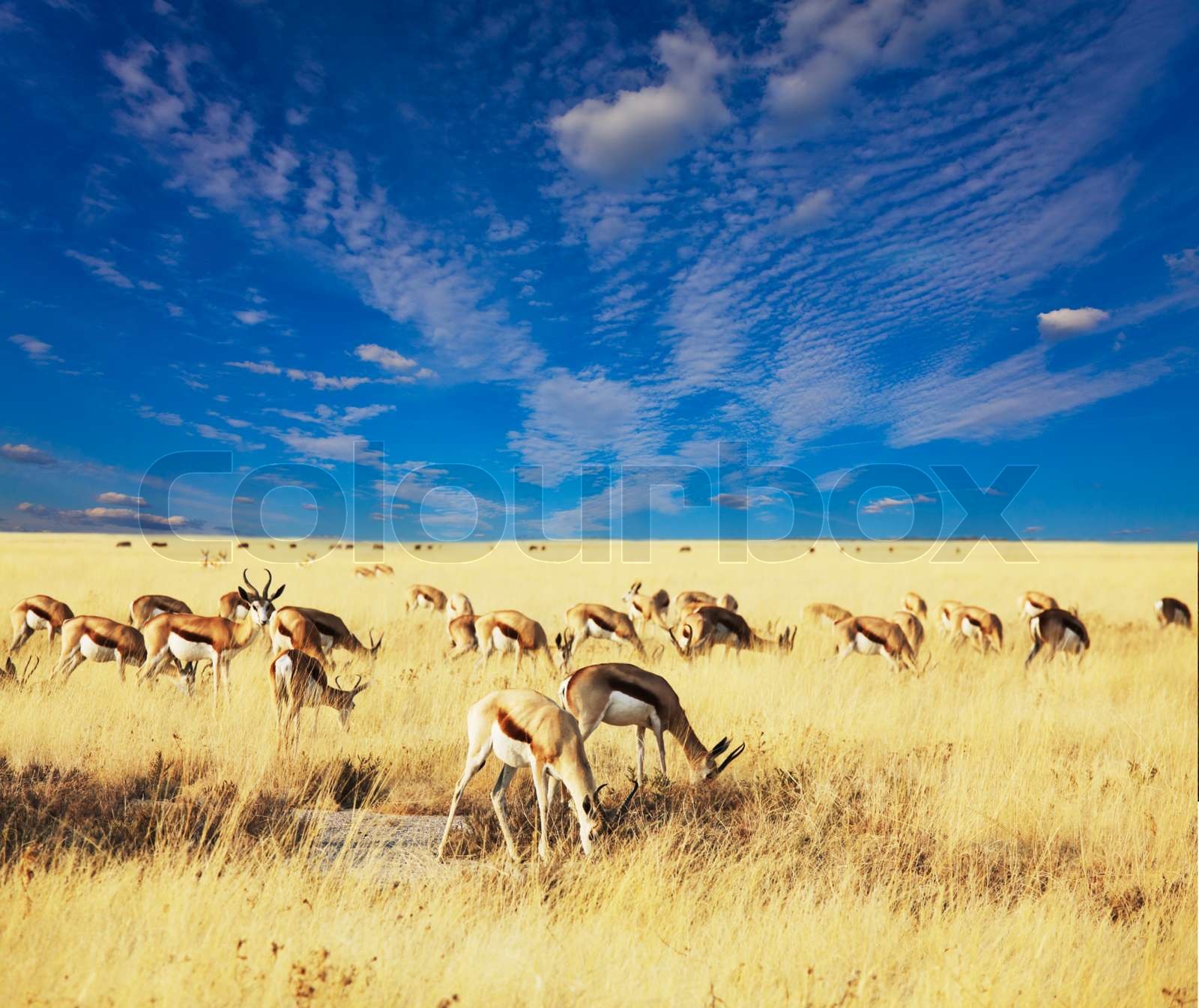 Antelope Stock image Colourbox