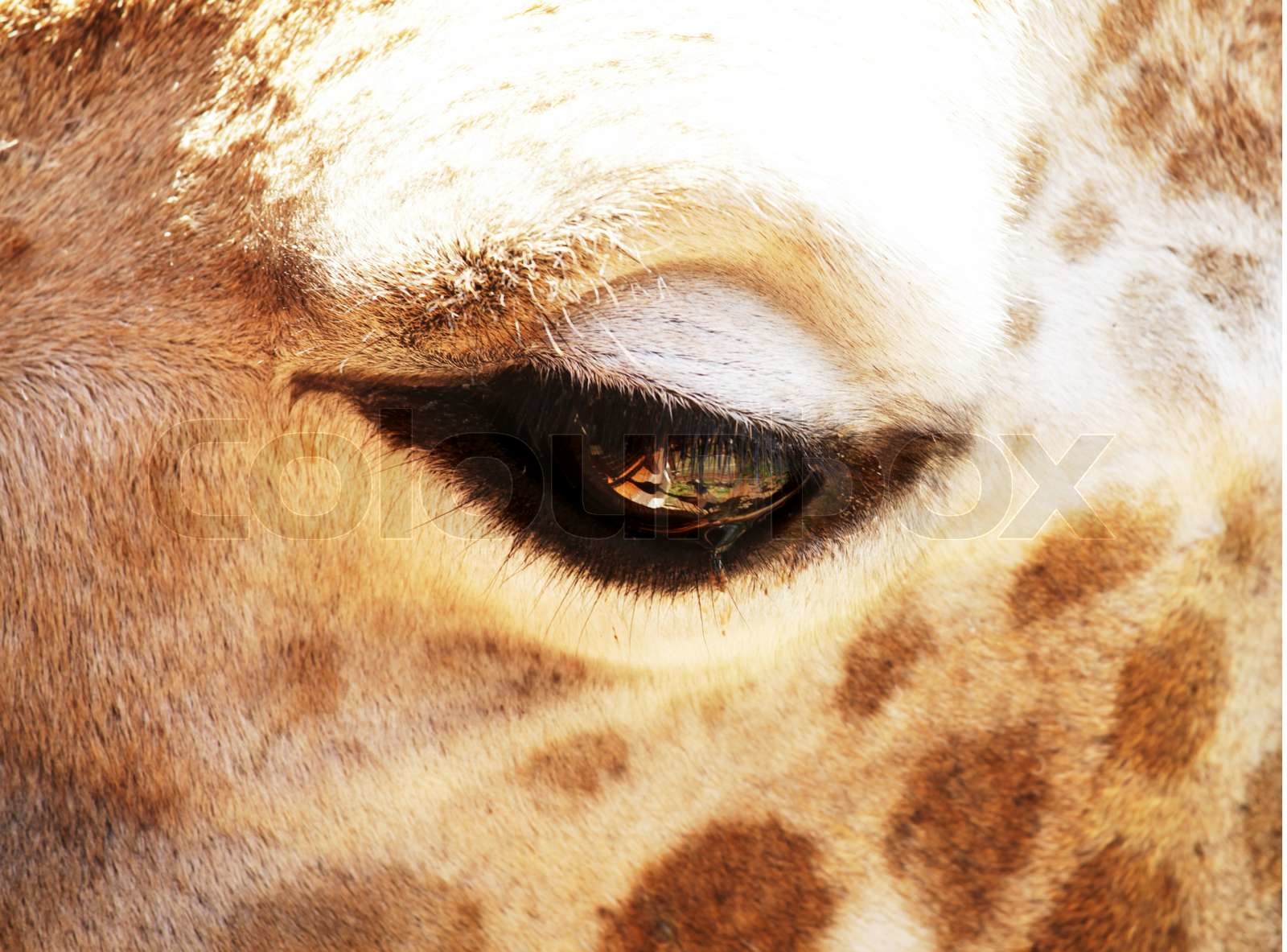 Giraffe eye Stock image Colourbox