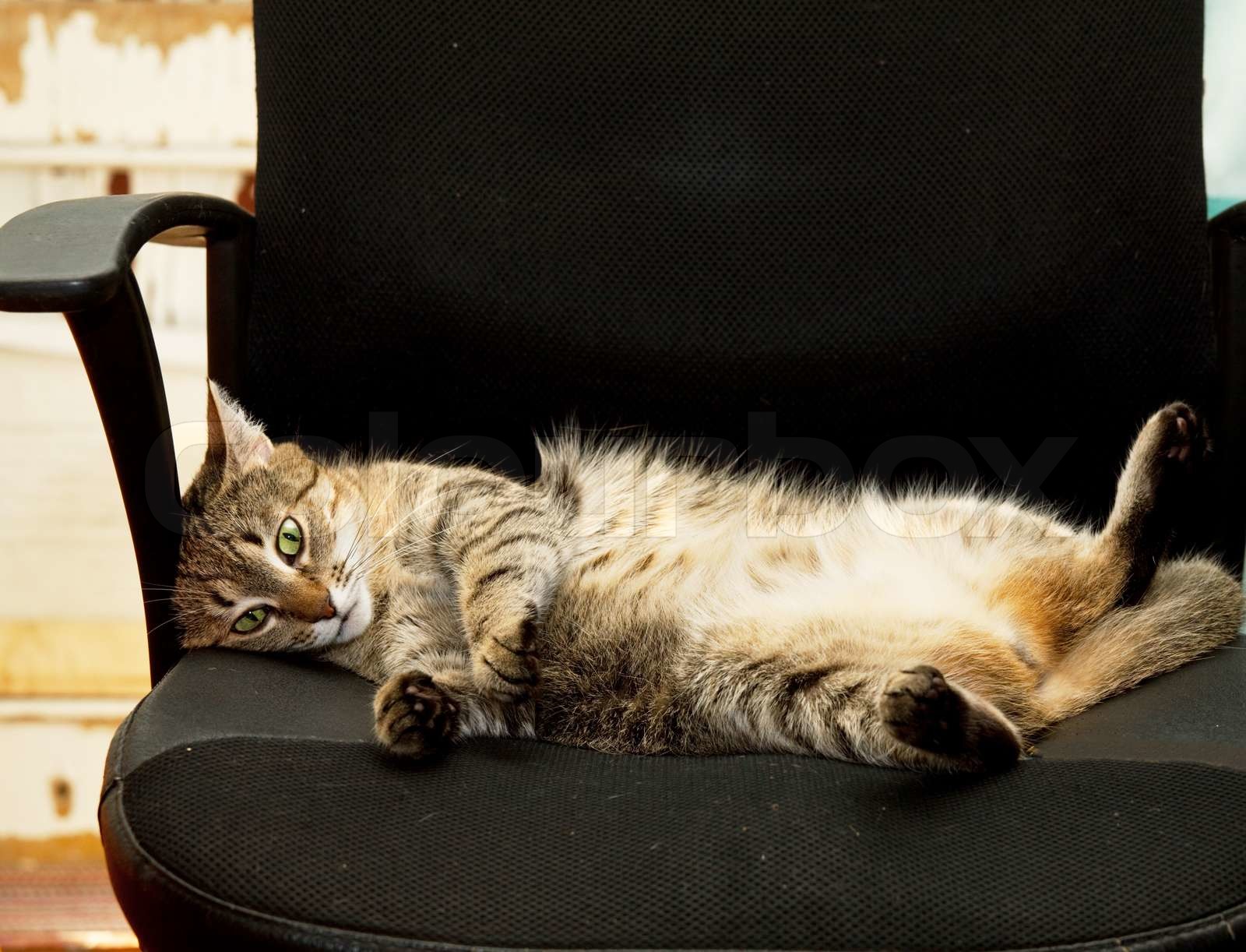 Relaxing cat Stock image Colourbox