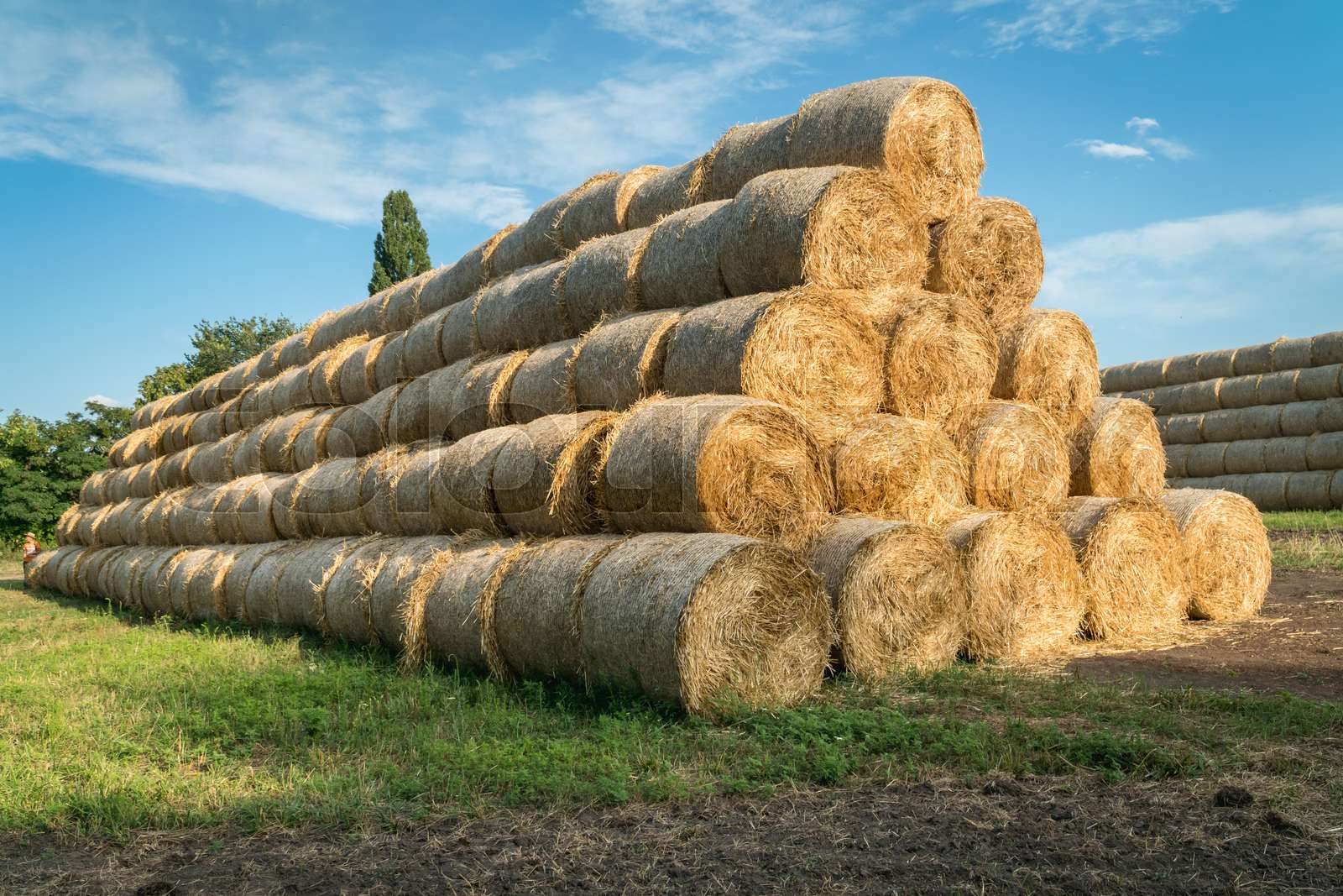 Pyramid Of Hay Barrels Stacked In A Field Near Animal Farm Stock 
