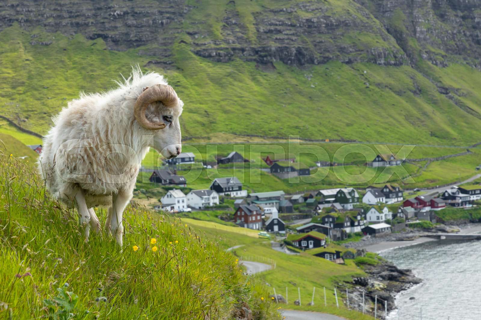 Wildlife In The Faroe Islands Sheep On Vagar Island Faroe Islands wildlife-in-the-faroe-islands-sheep-on-vagar-island-faroe-islands