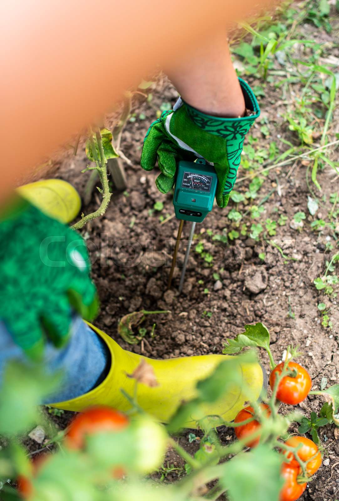 Moisture meter tester in soil. Measure soil for humidity on tomato