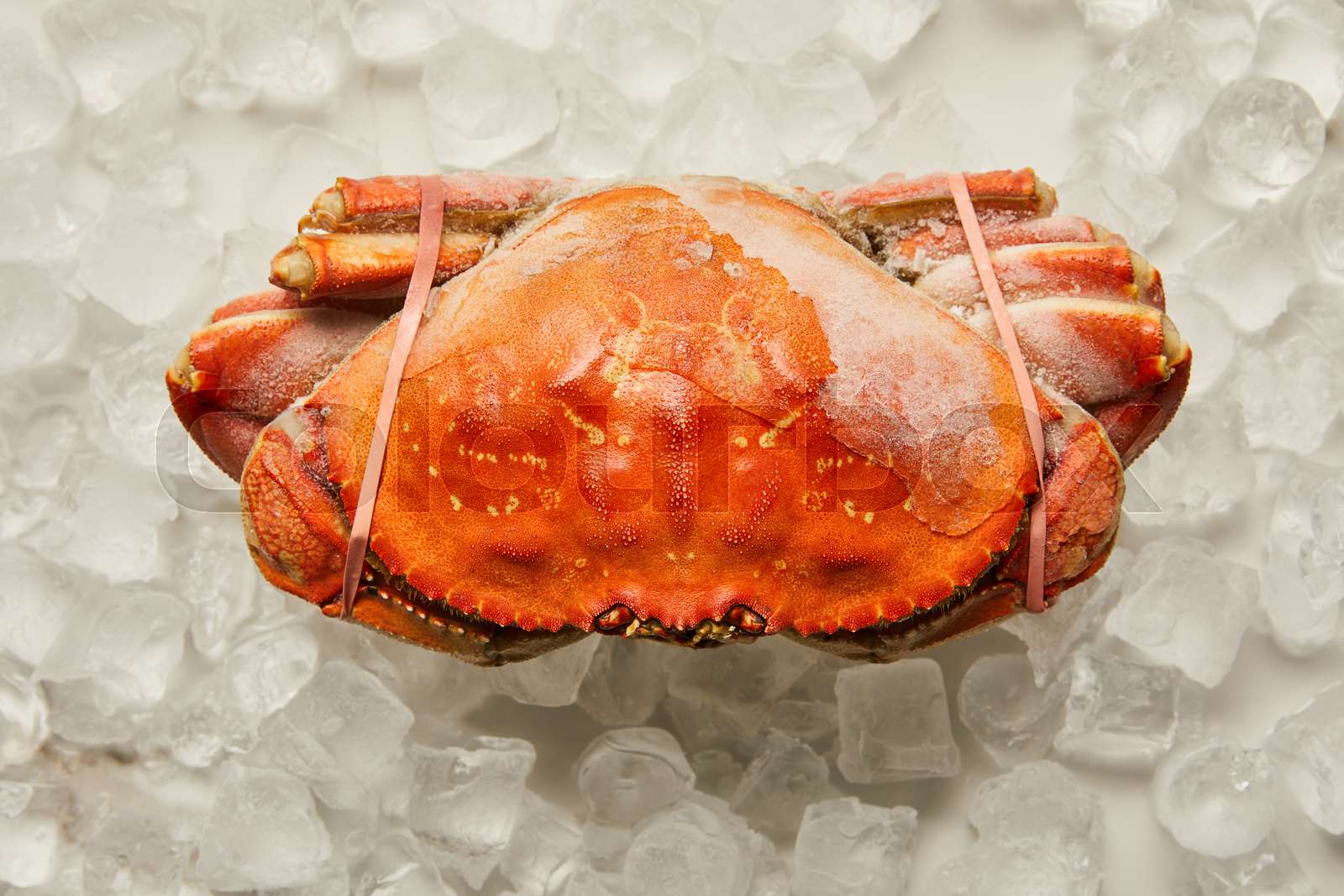top view of frozen uncooked tied up crab on ice cubes on white | Stock