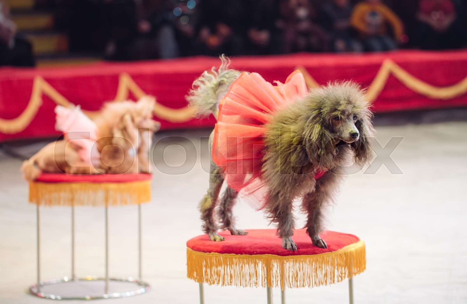 the Dogs Performance in the Circus arena. Stock image Colourbox