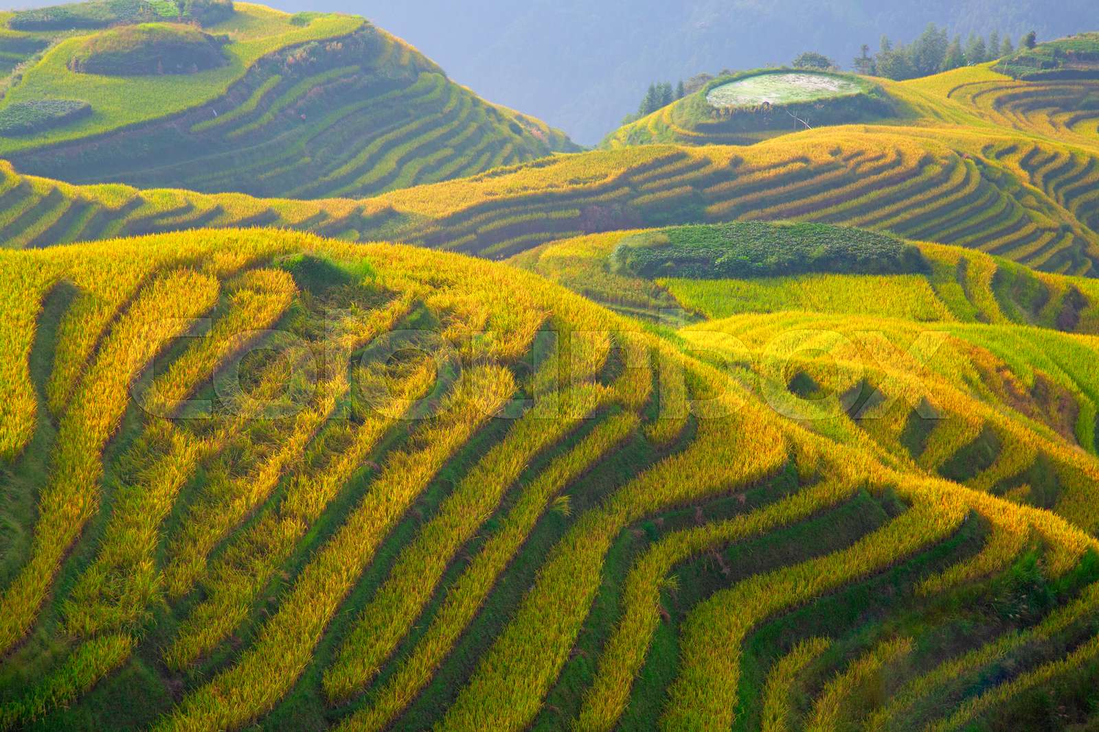 Longji Rice Terraces Stock image Colourbox