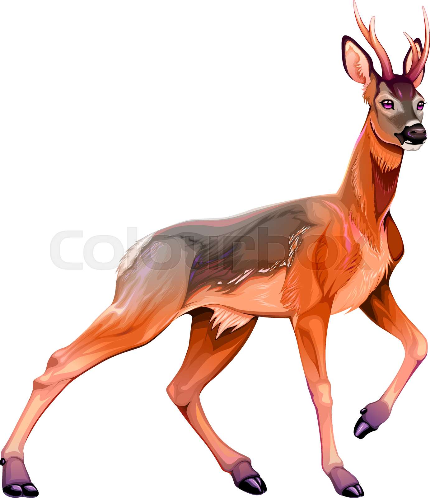 Illustration of the roe deer | Stock vector | Colourbox