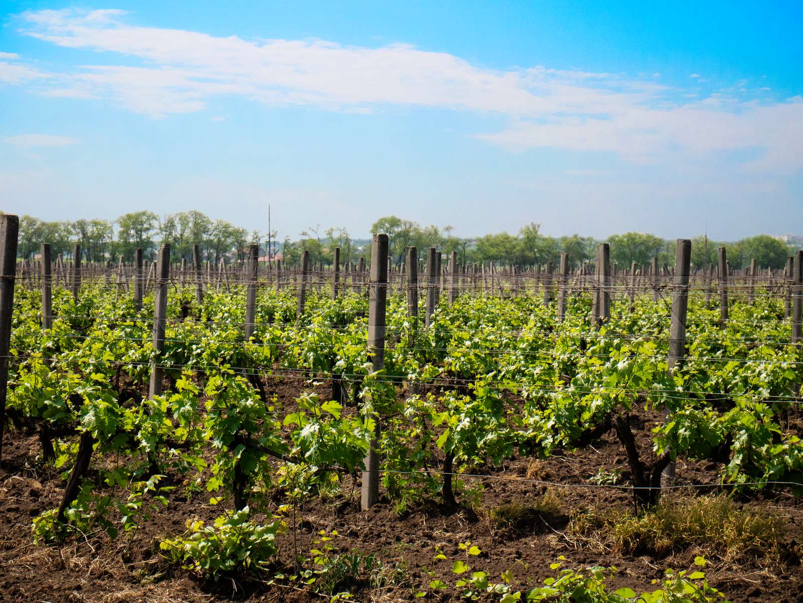 Grape Farm Near Me Discovering Local Wonders