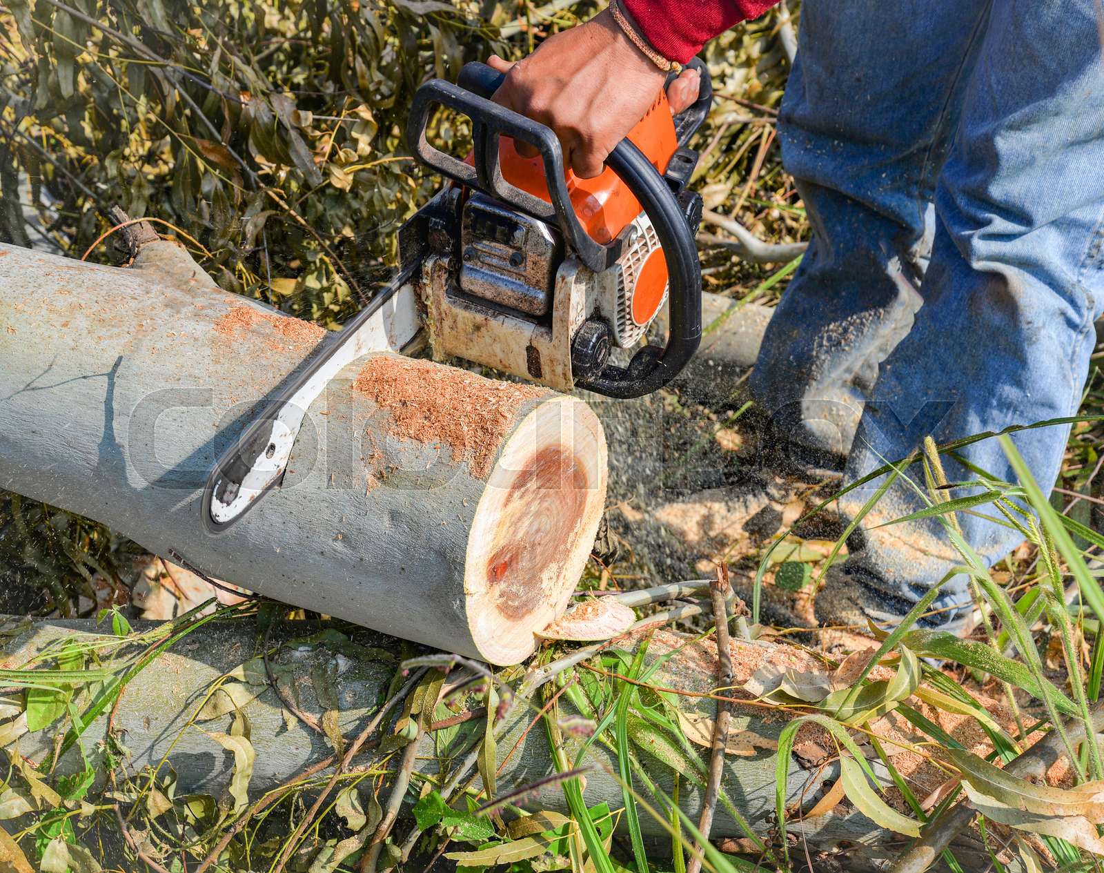 Man hands cutting trunk saws tree with chainsaw woodcutter for sawmill