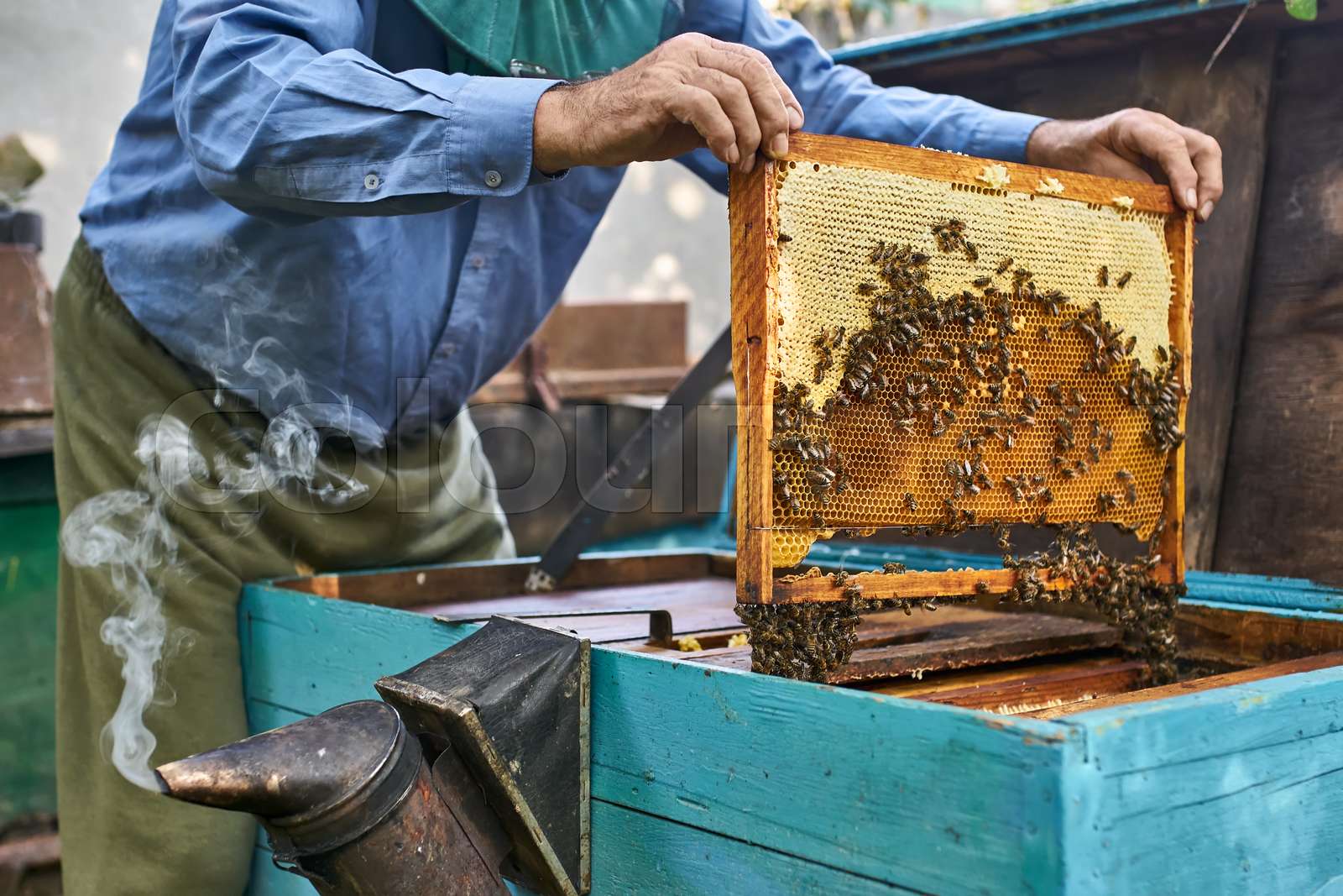 Process of harvesting honey from wooden beehive outdoors Stock image