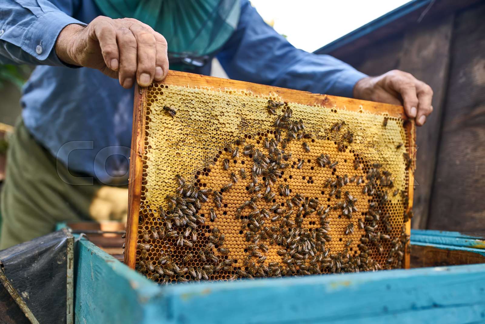 Process of harvesting honey from wooden beehive outdoors Stock image