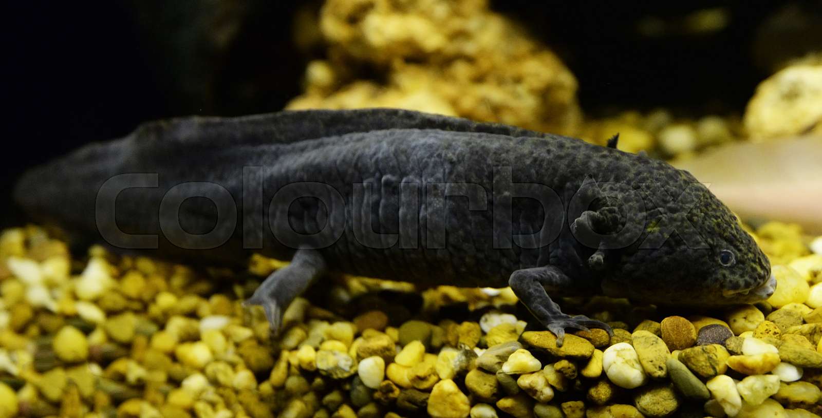 salamander, albino, lachs | Stock Bild | Colourbox