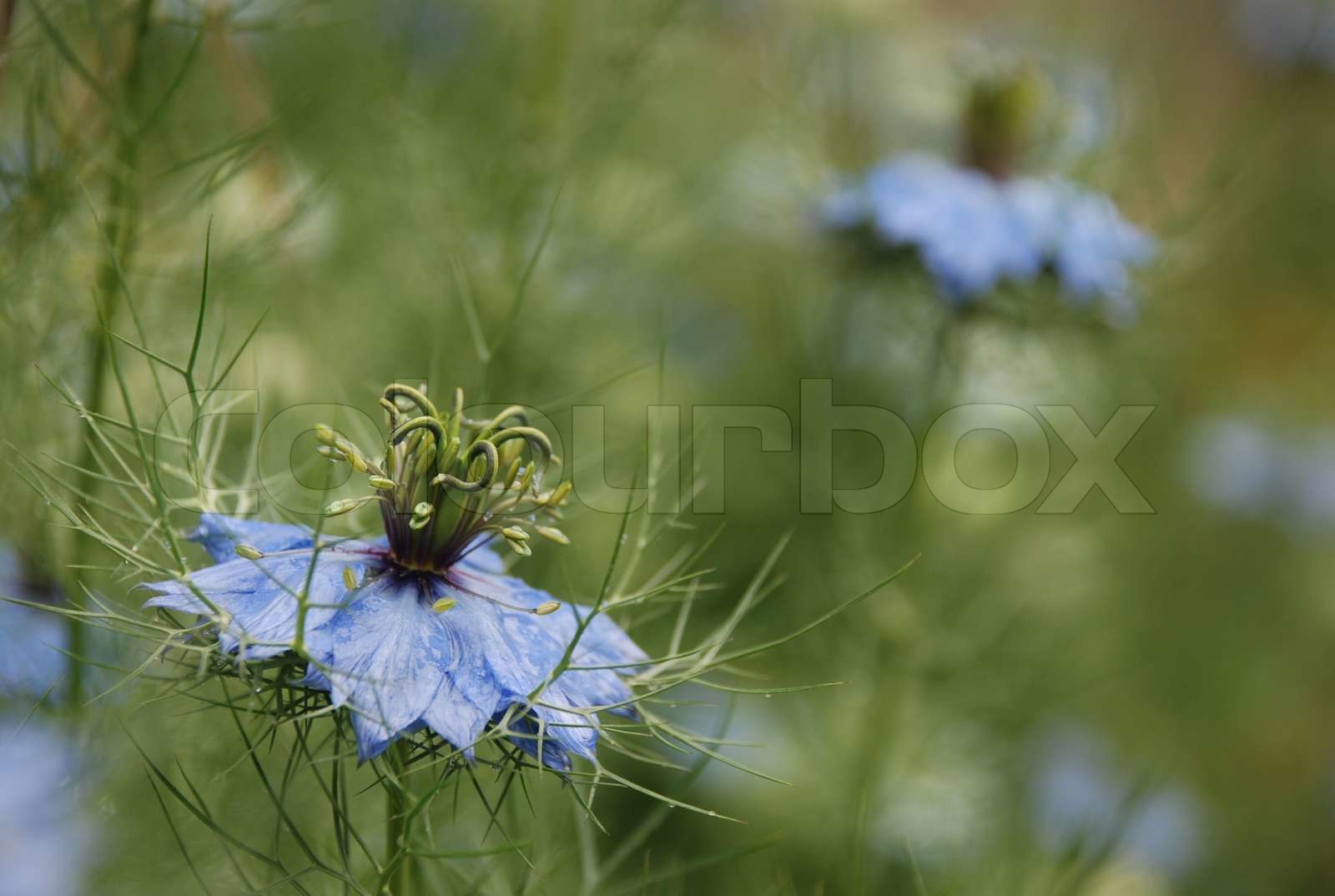 blaue Blumen Hintergrund | Stock Bild | Colourbox
