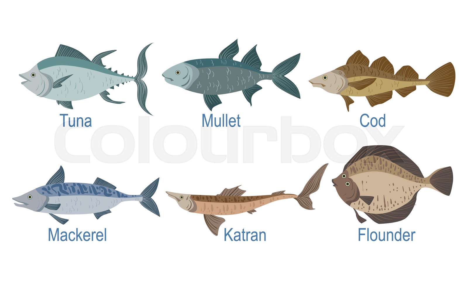 Masghhon Fish Different Types Of Fish With Names